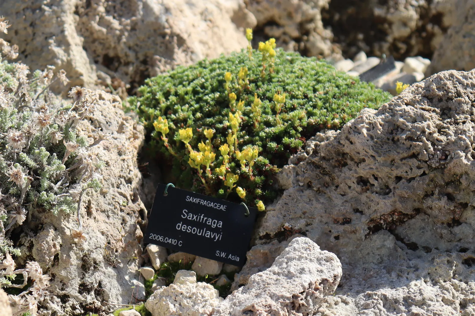 Rockfoil (Saxifraga X Arendsii) — requiring well-drained soil and even moisture; the foliage of Saxifraga x arendsii is of particular interest, image 143