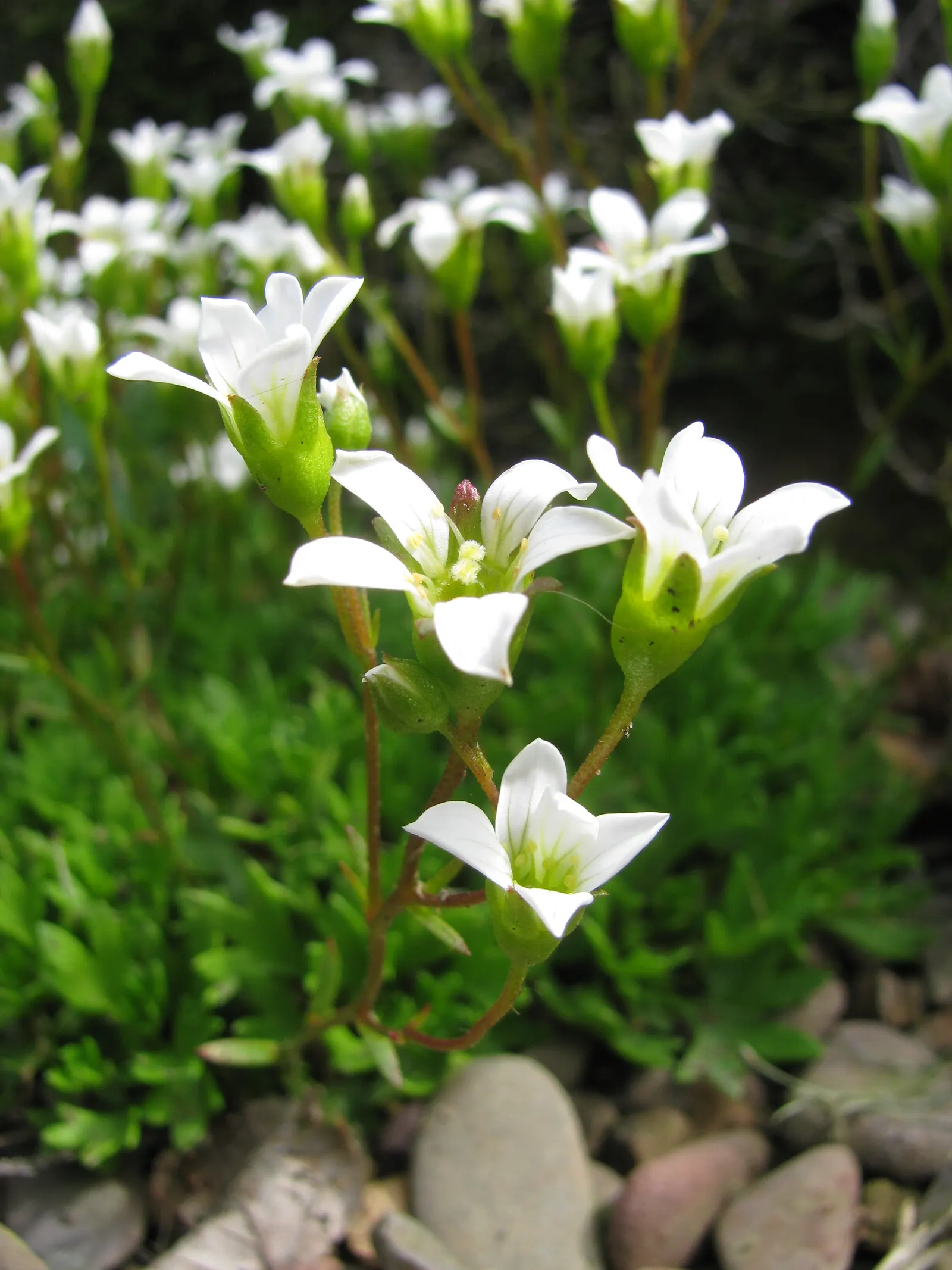 Rockfoil (Saxifraga X Arendsii) — With a preference for well-drained; it prefers cooler conditions and should be protected from the hot afternoon, image 150