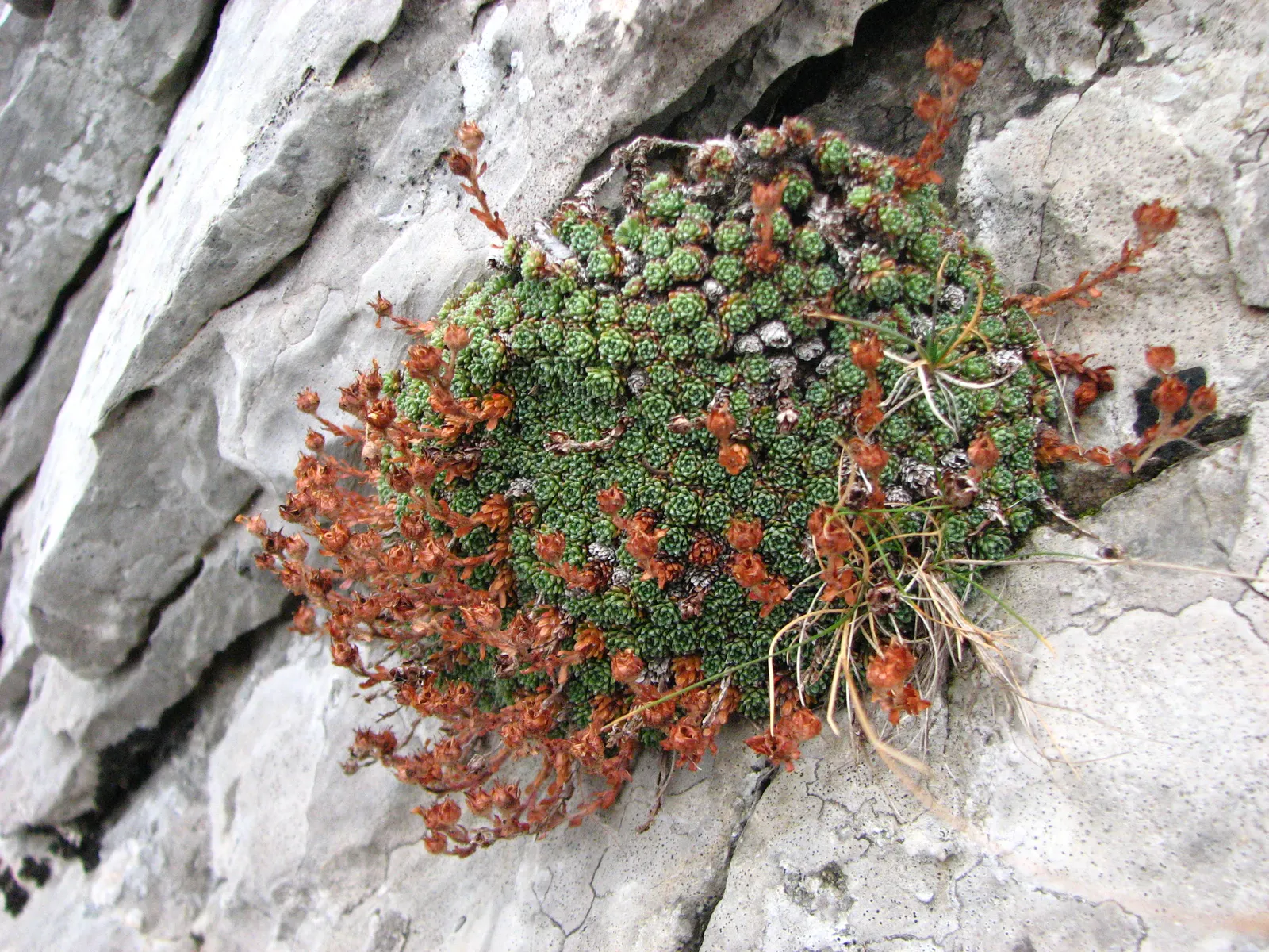 Rockfoil (Saxifraga X Arendsii) — Saxifraga x arendsii, commonly known as Rockfoil, is a resilient perennial ideal for rock gardens