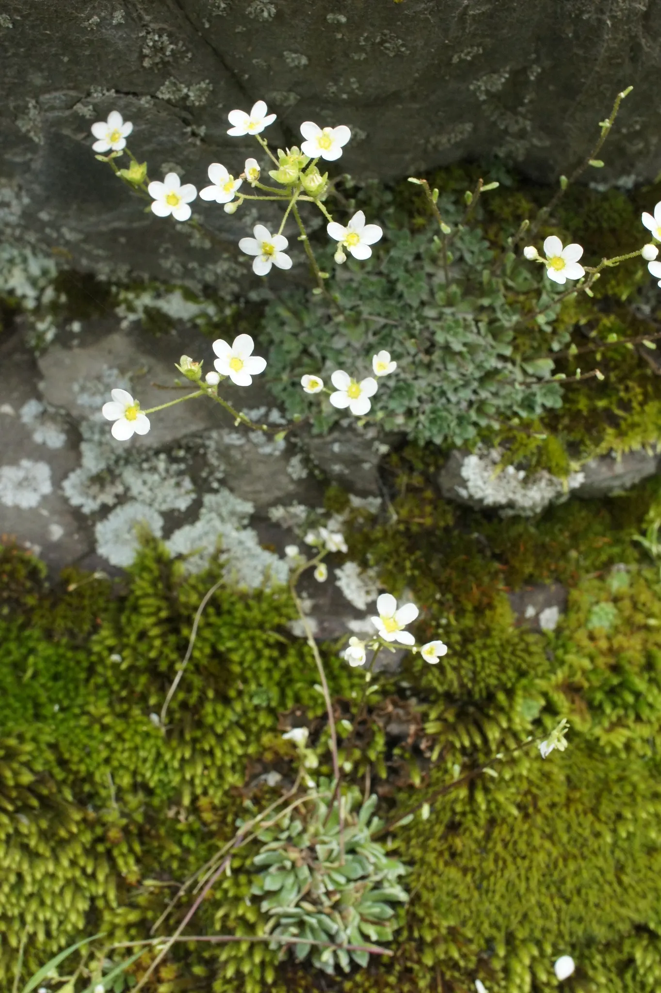 Rockfoil (Saxifraga X Arendsii) — It prefers cooler conditions and should be protected from the hot afternoon sun in warmer climates, image 123