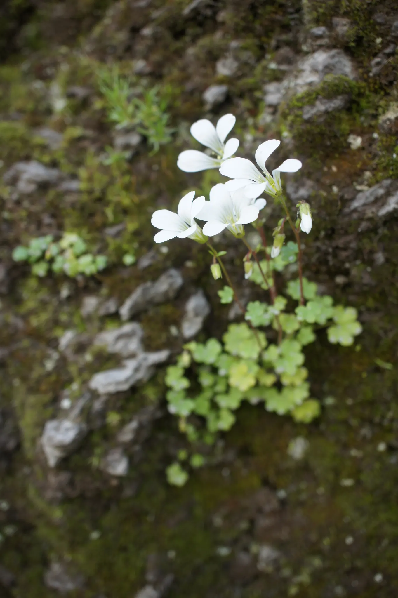 Rockfoil (Saxifraga X Arendsii) — requiring well-drained soil and even moisture; the foliage of Saxifraga x arendsii is of particular interest, image 80