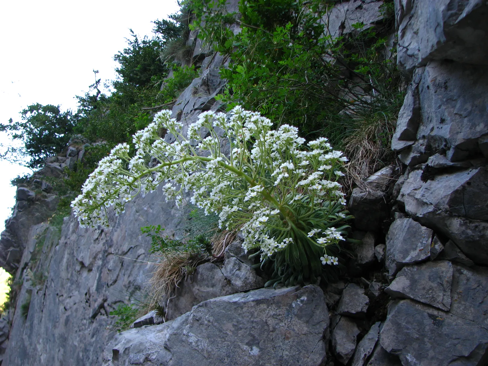 Rockfoil (Saxifraga X Arendsii) — white flowers in the garden