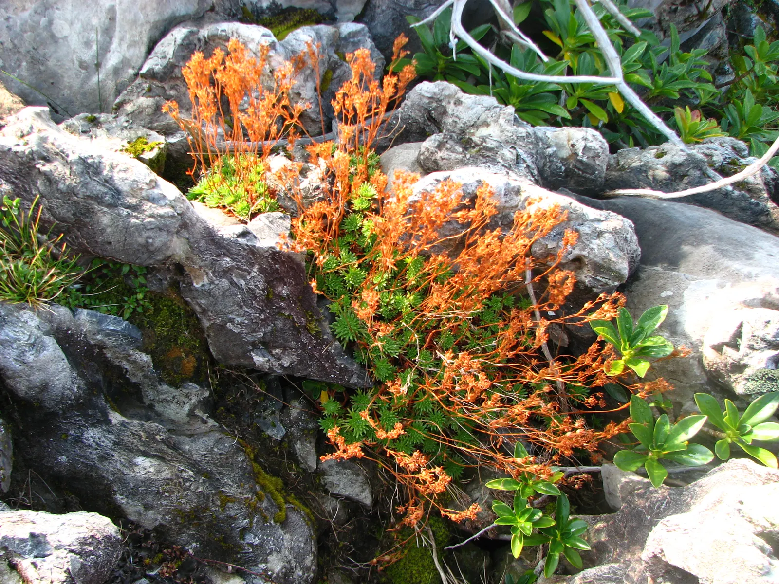 Rockfoil (Saxifraga X Arendsii) — Saxifraga x arendsii puts on a showy display of flowers; moist soil and partial shade to full sun, image 139