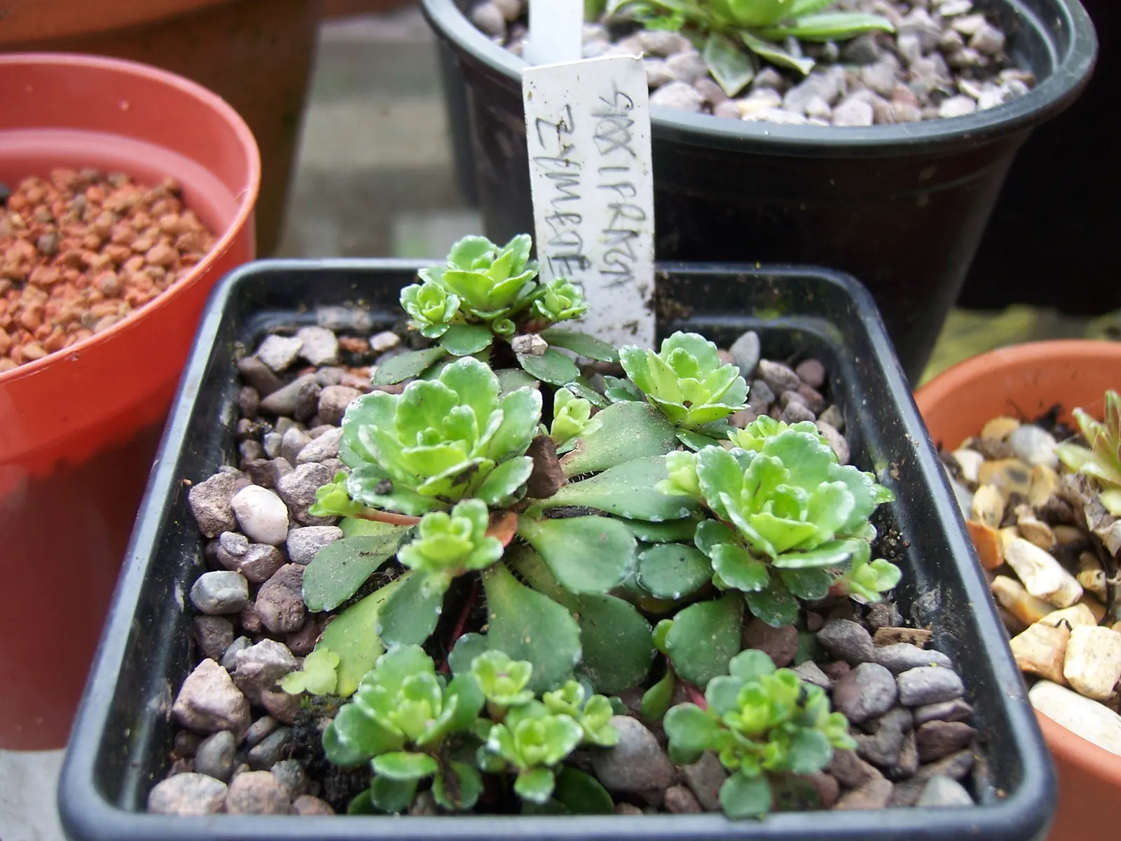 Rockfoil (Saxifraga X Arendsii) — white flowers in the garden; moist soil and partial shade to full sun, image 103