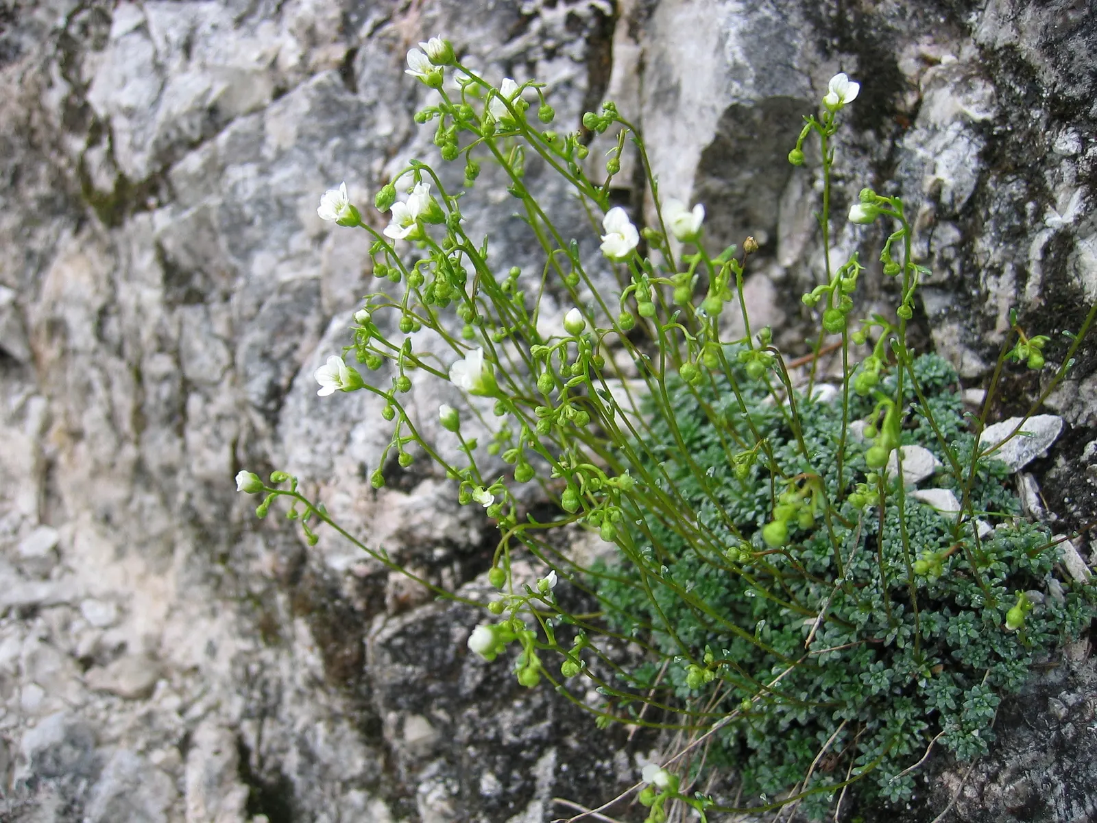 Rockfoil (Saxifraga X Arendsii) — The flowers can come in a range of colors including white; it prefers cooler conditions and should be protected, image 57