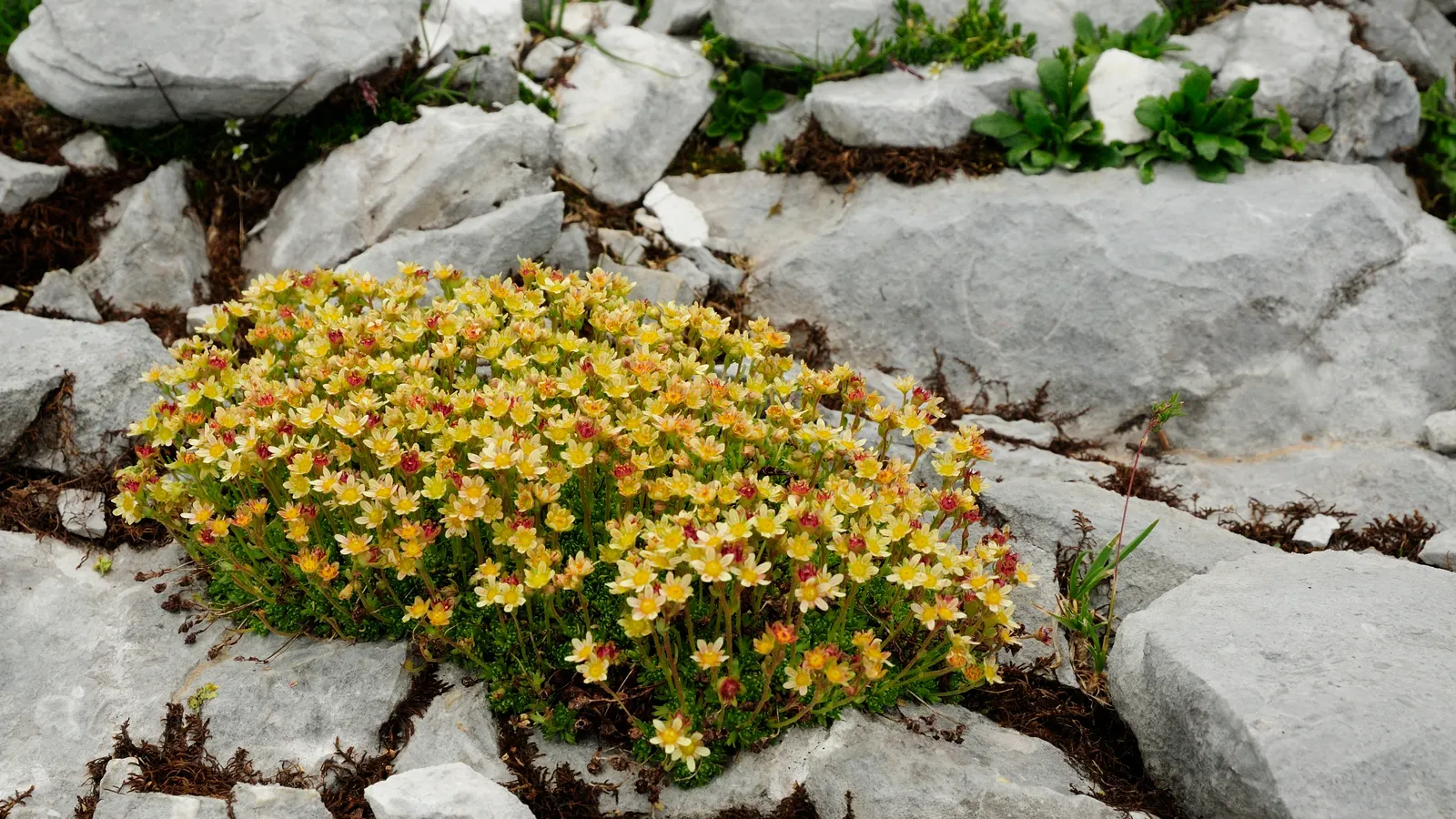 Rockfoil (Saxifraga X Arendsii) — Belonging to the Saxifragaceae family; the foliage of Saxifraga x arendsii is of particular interest, image 155