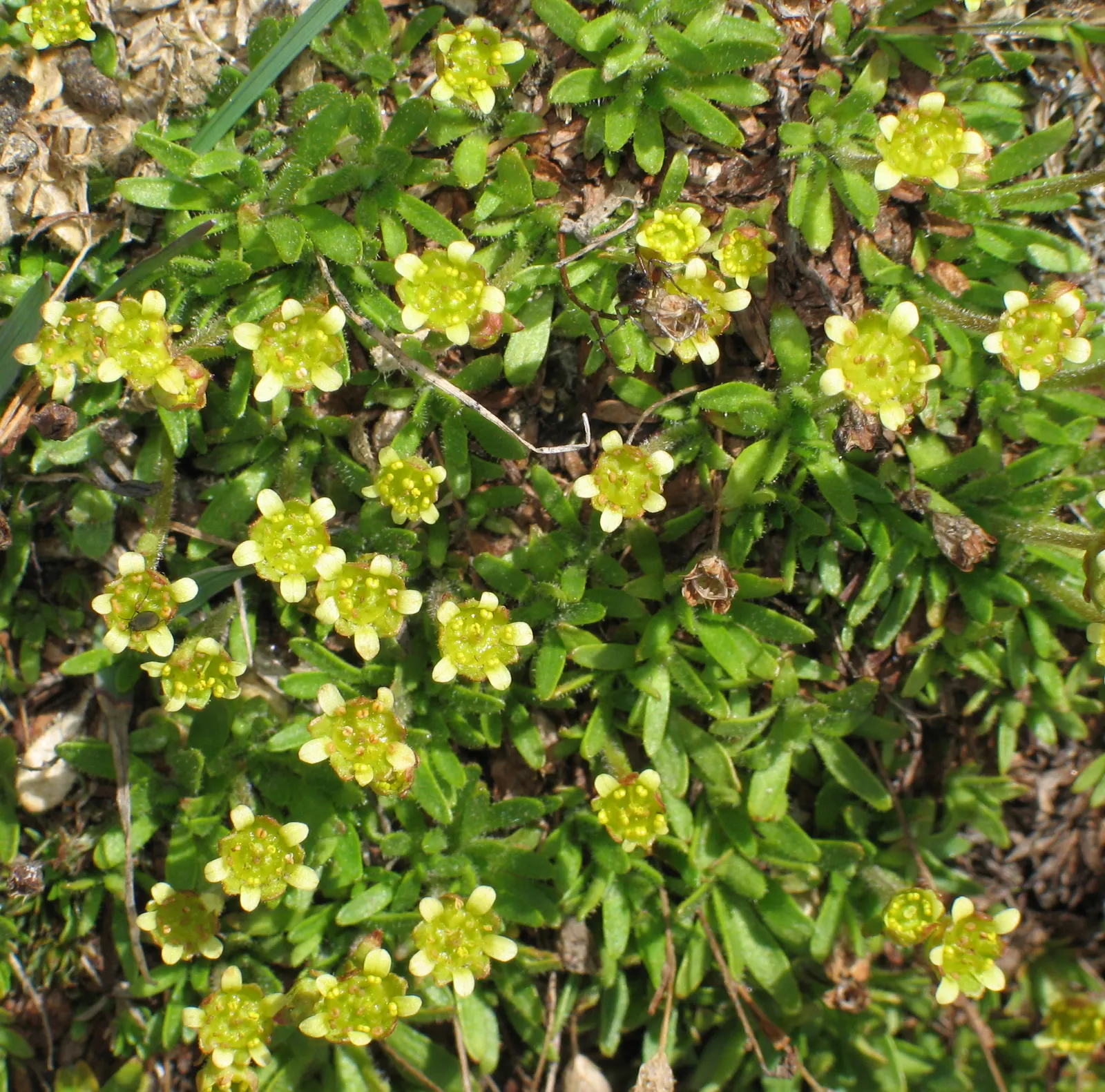 Rockfoil (Saxifraga X Arendsii) — this hardy plant thrives in USDA zones 4 through 8 and is an excellent choice for rock gardens; it prefers cooler, image 156