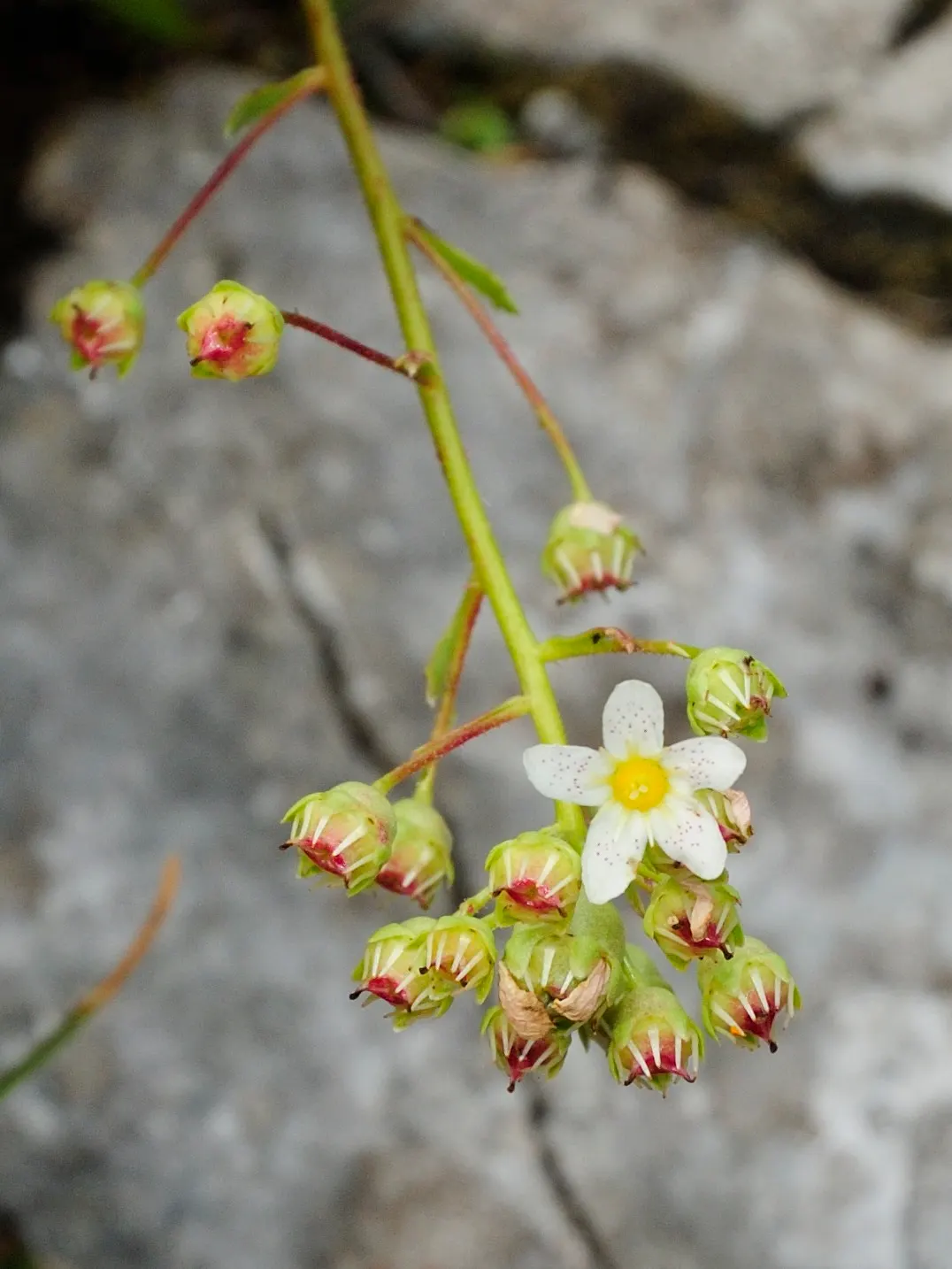 Rockfoil (Saxifraga X Arendsii) — Rockfoil forms lush mounds of vibrant green foliage; the foliage of Saxifraga x arendsii is of particular interest, image 110