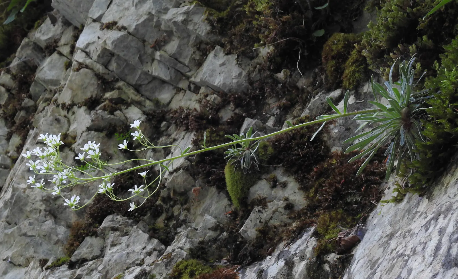 Rockfoil (Saxifraga X Arendsii) — offering a charming ground cover that is both hardy and low maintenance; it prefers cooler conditions and should, image 111
