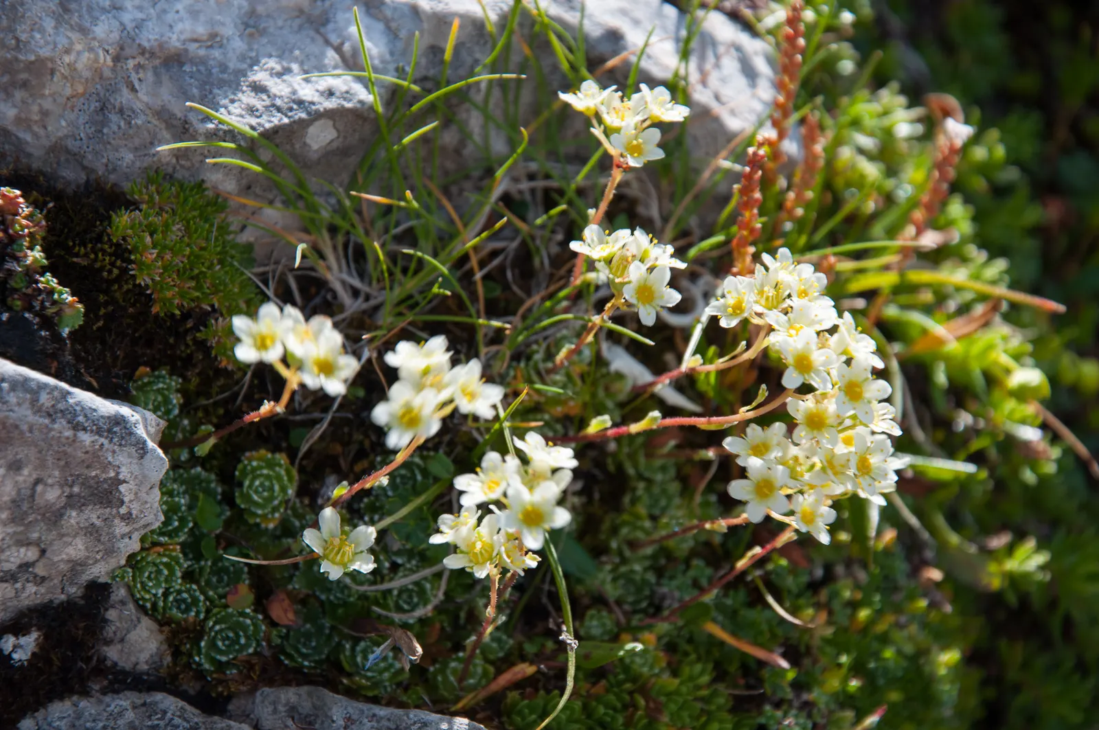 Rockfoil (Saxifraga X Arendsii) — With a preference for well-drained; it prefers cooler conditions and should be protected from the hot afternoon, image 66