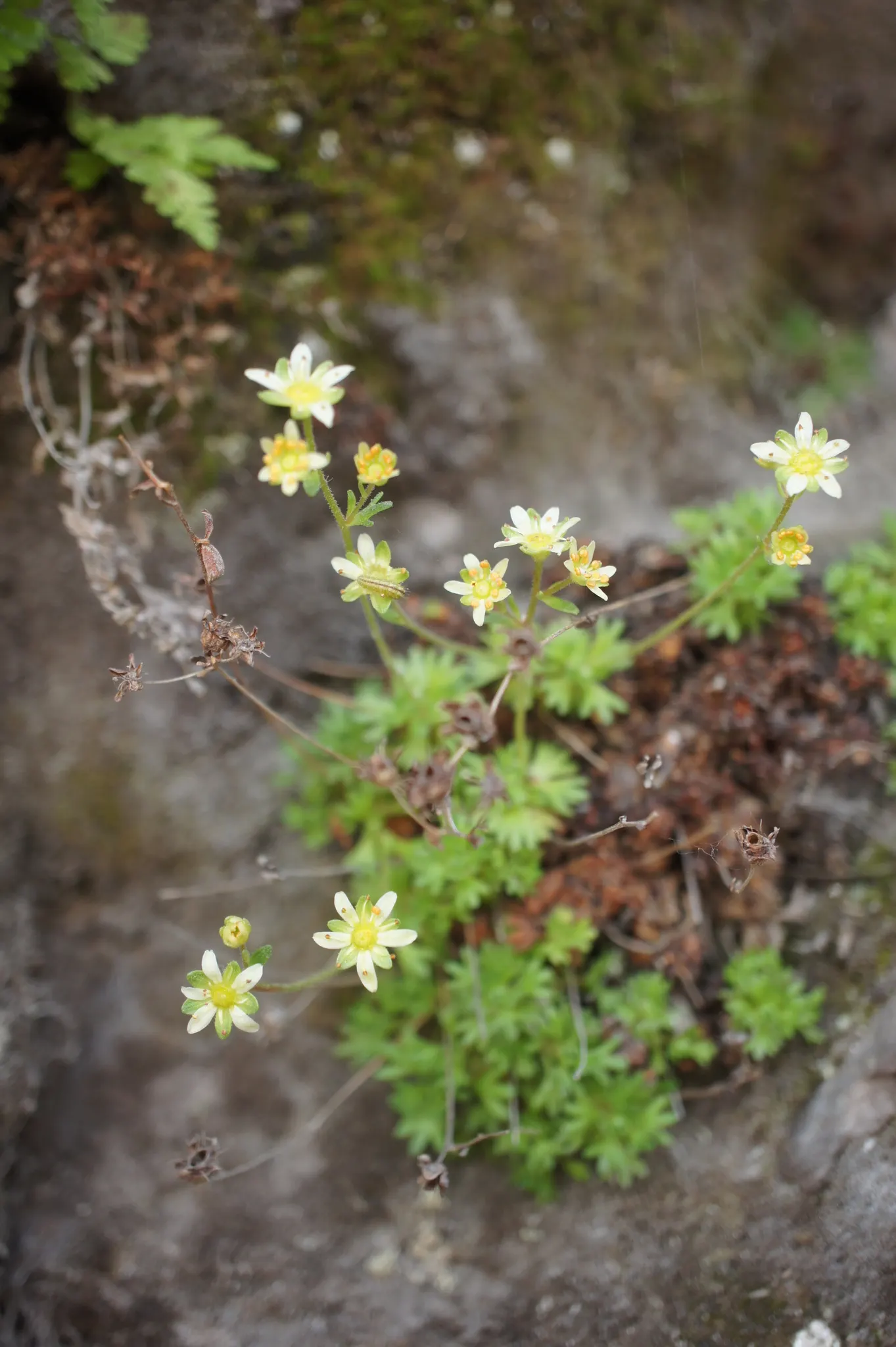 Rockfoil (Saxifraga X Arendsii) — Saxifraga x arendsii, commonly known as Rockfoil, is a resilient perennial ideal for rock gardens; moist soil and, image 64