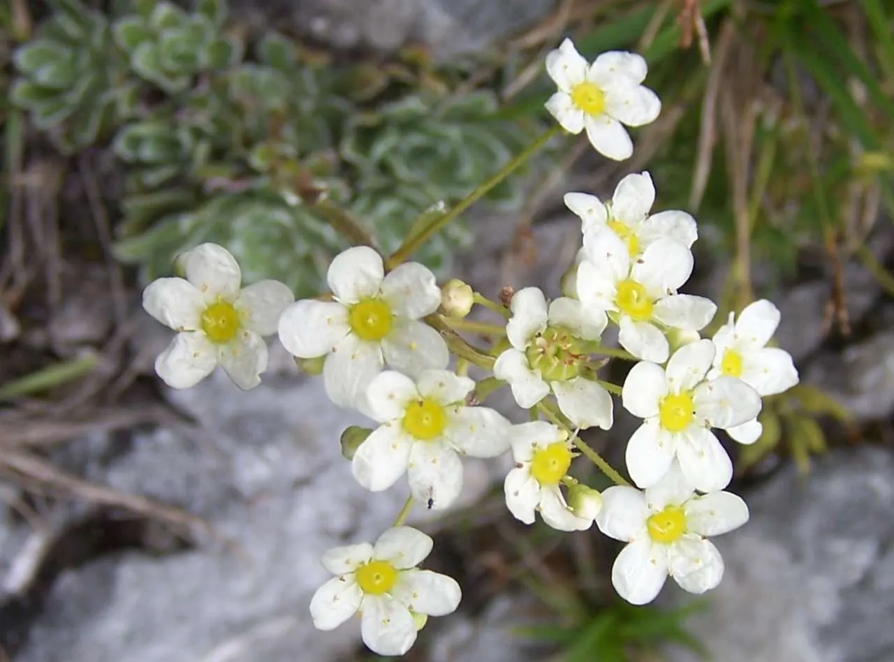 Rockfoil (Saxifraga X Arendsii) — ground cover / perennial for deep shade or shade; it prefers cooler conditions and should be protected from the, image 84