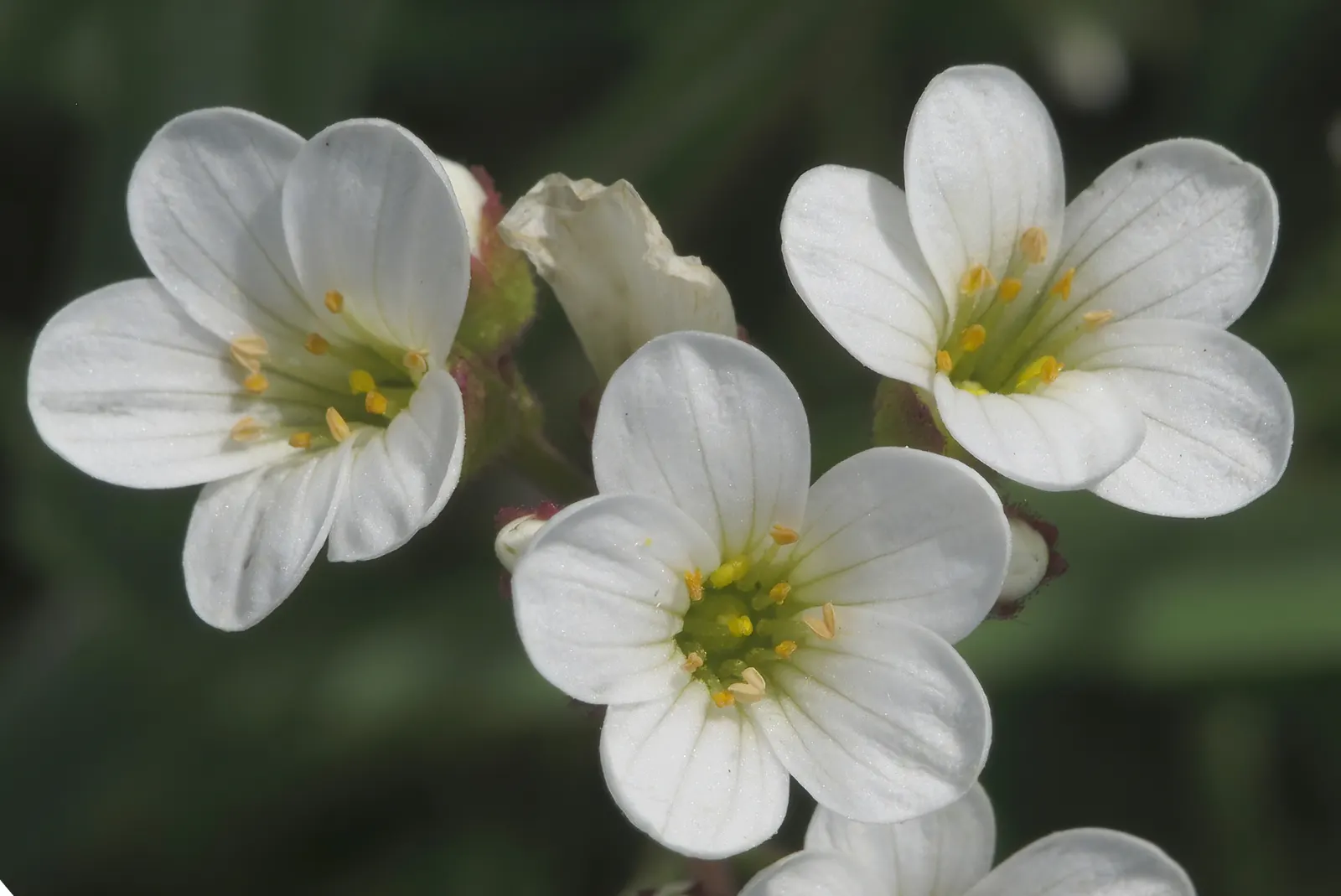Rockfoil (Saxifraga X Arendsii) — Rockfoil forms lush mounds of vibrant green foliage; the foliage of Saxifraga x arendsii is of particular interest, image 68
