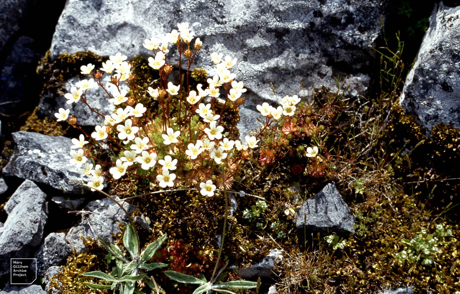 Rockfoil (Saxifraga X Arendsii) — The foliage of Saxifraga x arendsii is of particular interest, image 95
