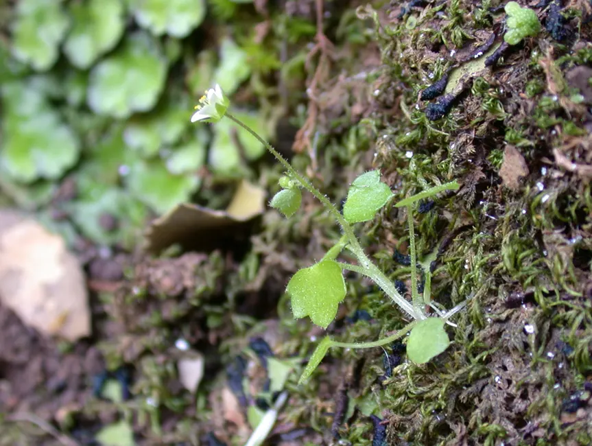 Rockfoil (Saxifraga X Arendsii) — Each plant produces delicate, five-petaled blooms that cluster on wiry stems well above the foliage; the foliage, image 77