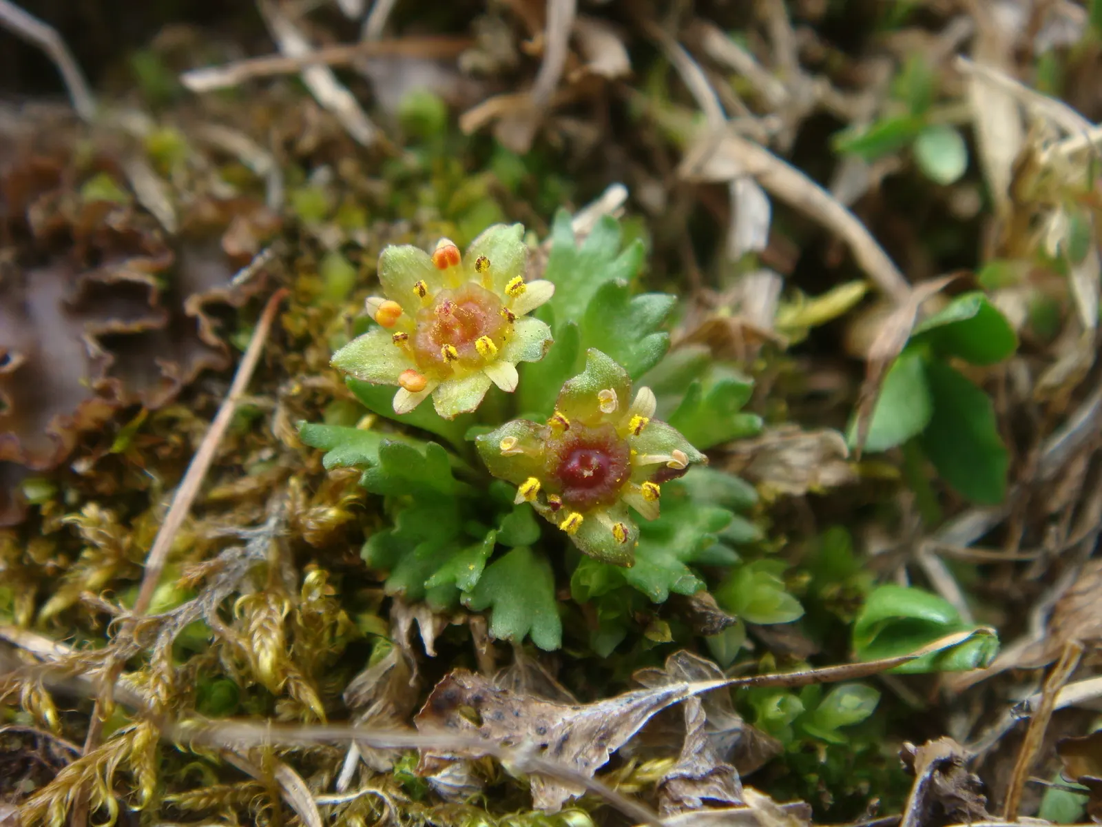 Rockfoil (Saxifraga X Arendsii) — star-shaped flowers in spring; the foliage of Saxifraga x arendsii is of particular interest, image 128