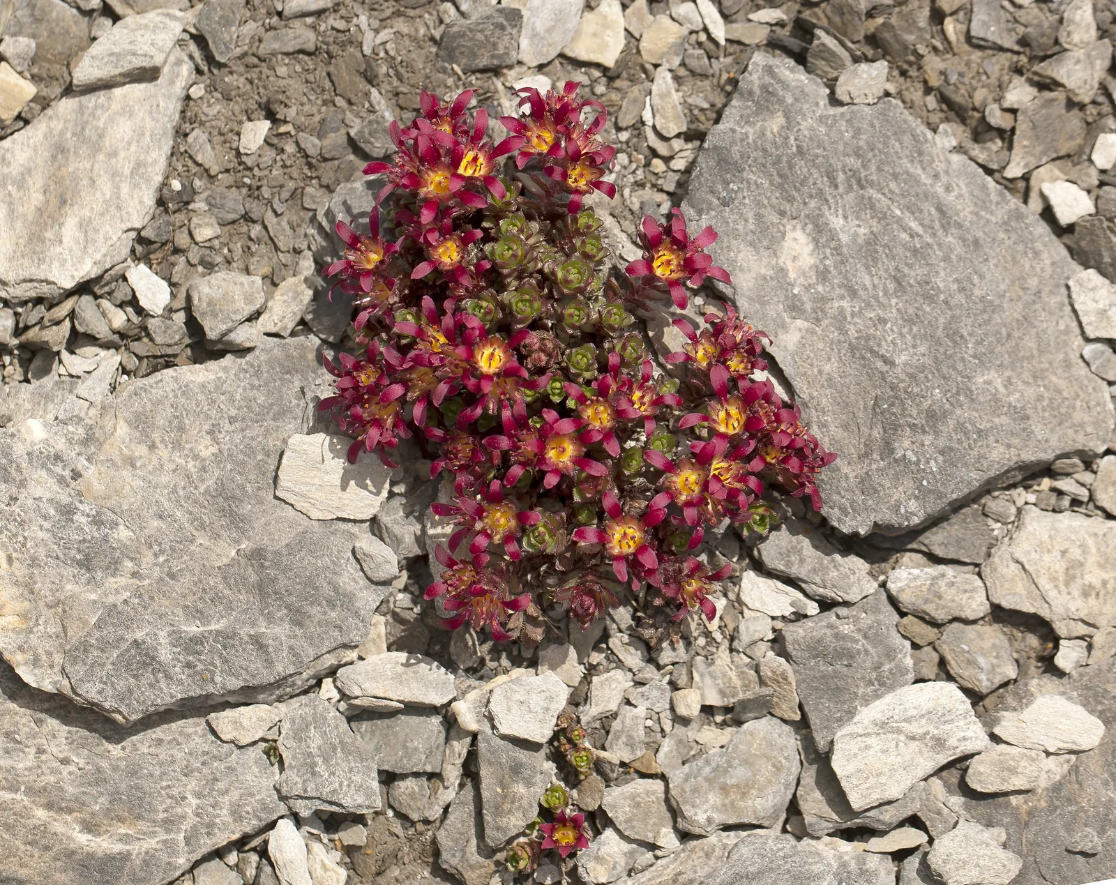 Rockfoil (Saxifraga X Arendsii) — The flowers can come in a range of colors including white; it prefers cooler conditions and should be protected, image 120