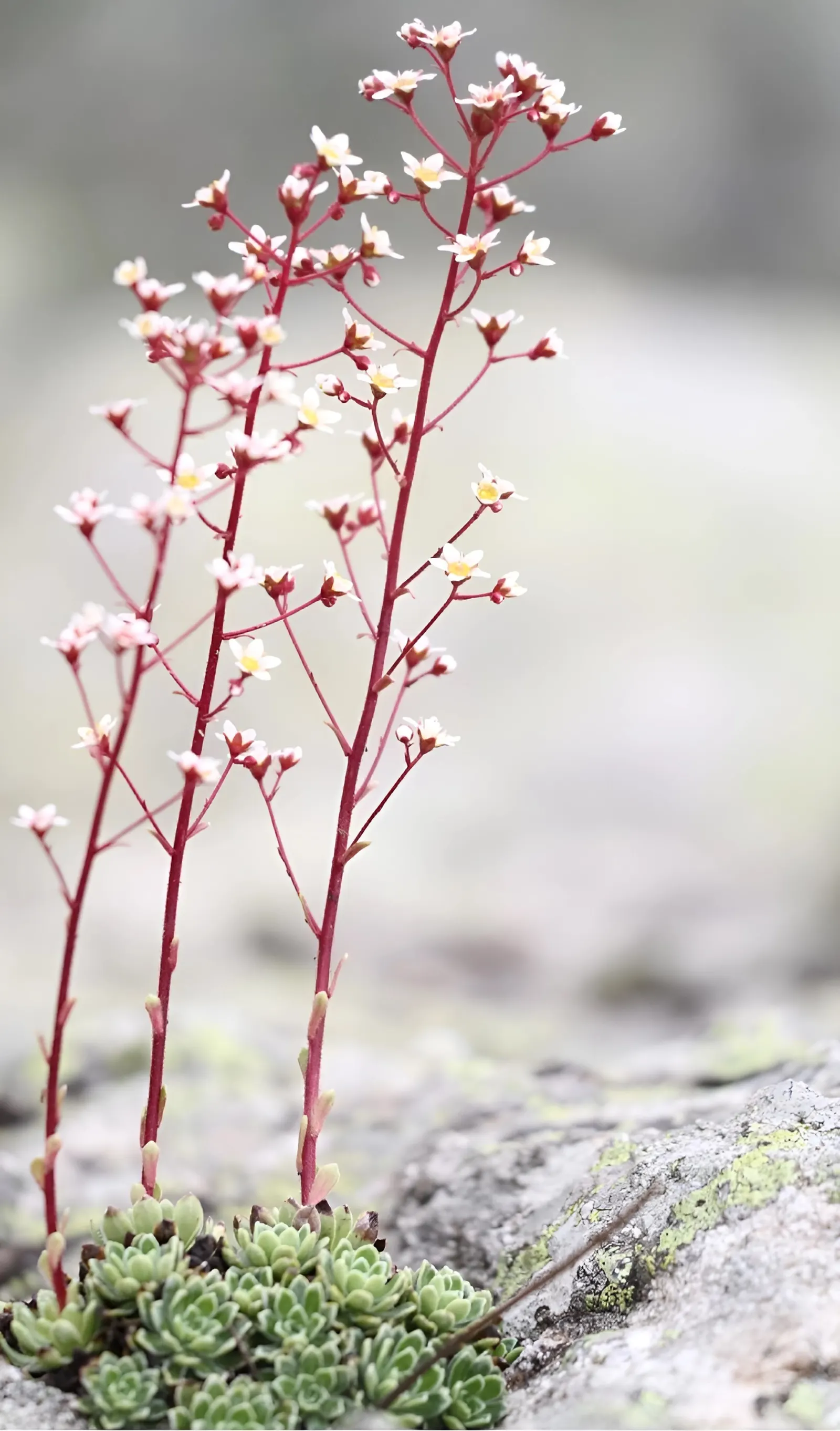 Rockfoil (Saxifraga X Arendsii) — is a charming perennial that adds a touch of whimsy and texture to any landscape design; moist soil and partial shade to full