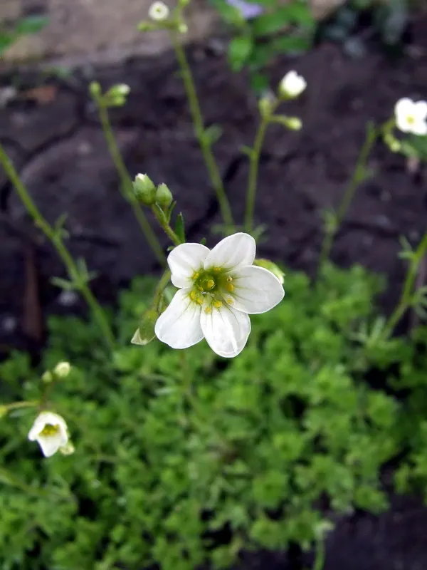 Rockfoil (Saxifraga X Arendsii) — ground cover / perennial with white blooms; the foliage of Saxifraga x arendsii is of particular interest, image 167