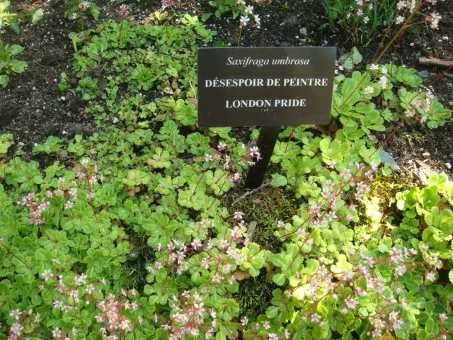 Rockfoil (Saxifraga X Arendsii) — white flowers in the garden; moist soil and partial shade to full sun, image 145