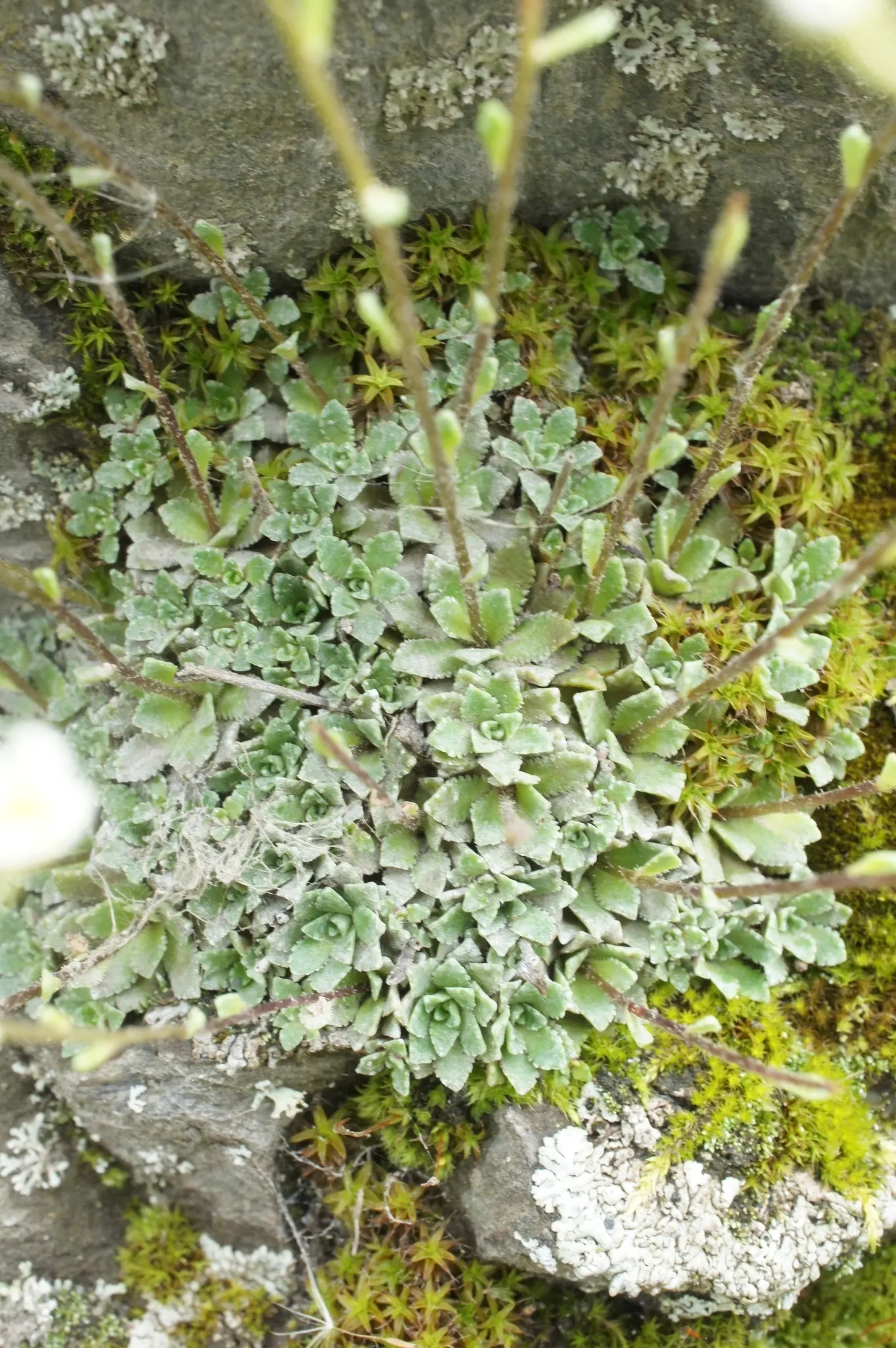 Rockfoil (Saxifraga X Arendsii) — ground cover / perennial with white blooms; the foliage of Saxifraga x arendsii is of particular interest, image 146