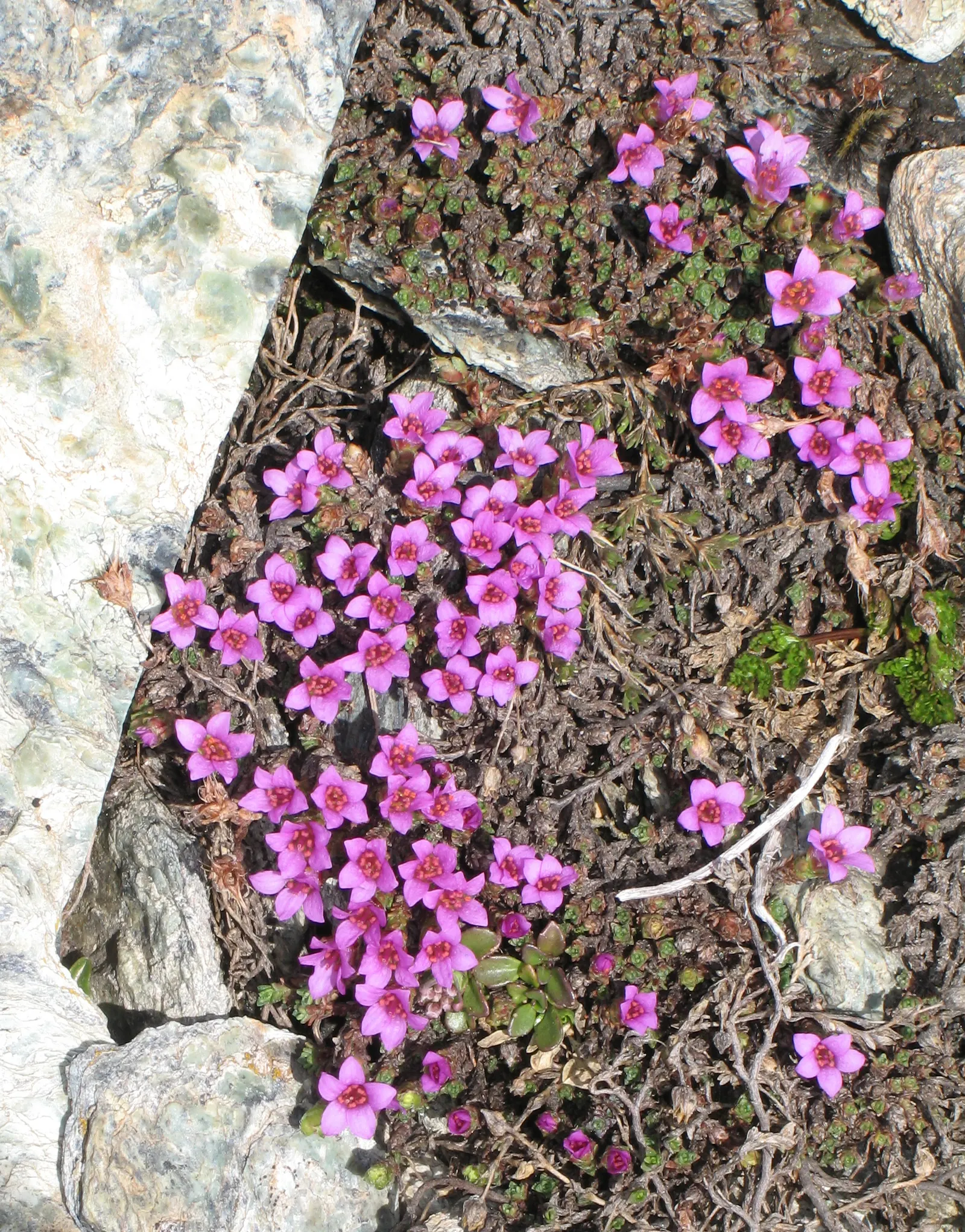 Rockfoil (Saxifraga X Arendsii) — and occasionally feature subtle spotting or streaks