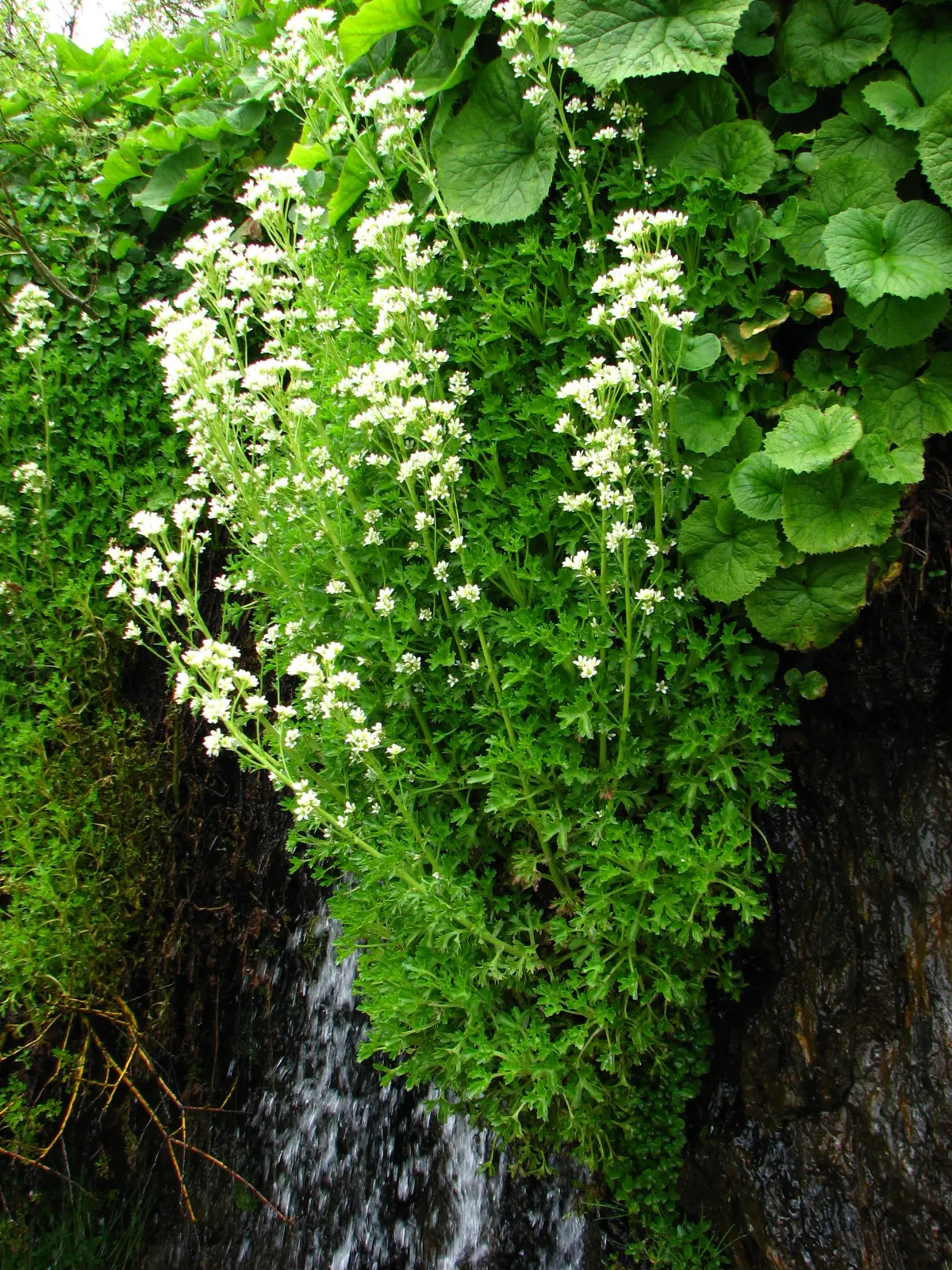 Rockfoil (Saxifraga X Arendsii) — moist soil and partial shade to full sun, image 25