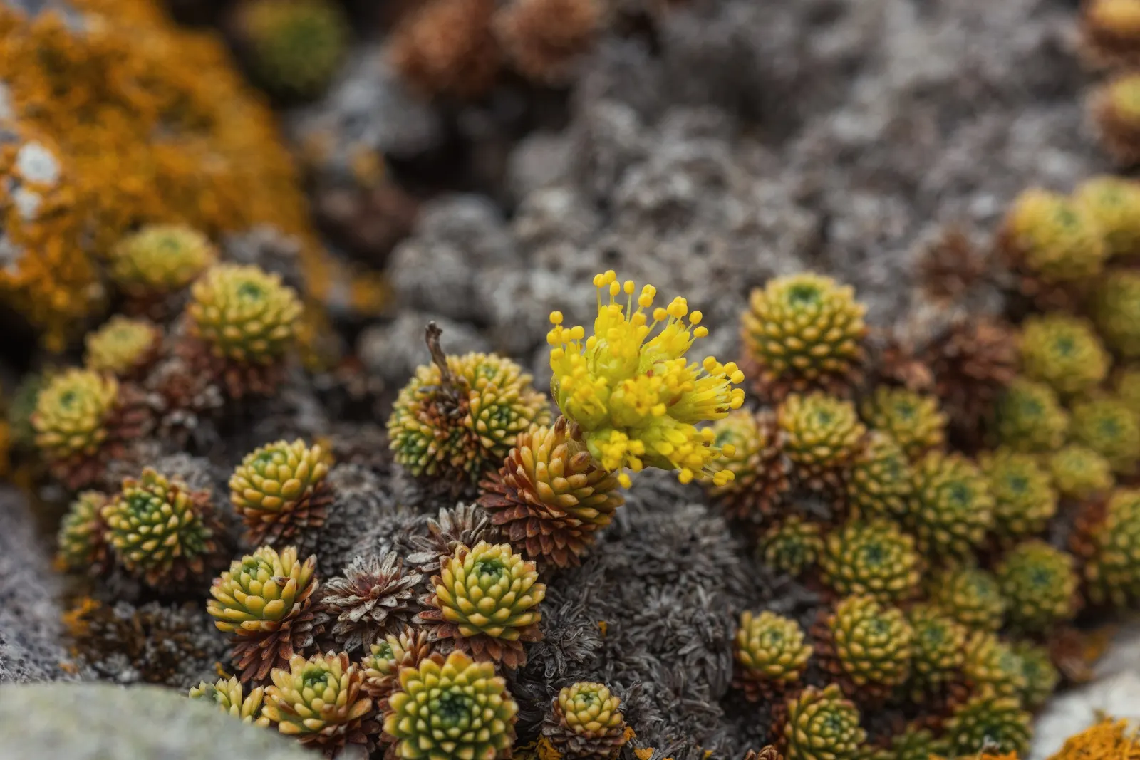 Rockfoil (Saxifraga X Arendsii) — It prefers cooler conditions and should be protected from the hot afternoon sun in warmer climates, image 165