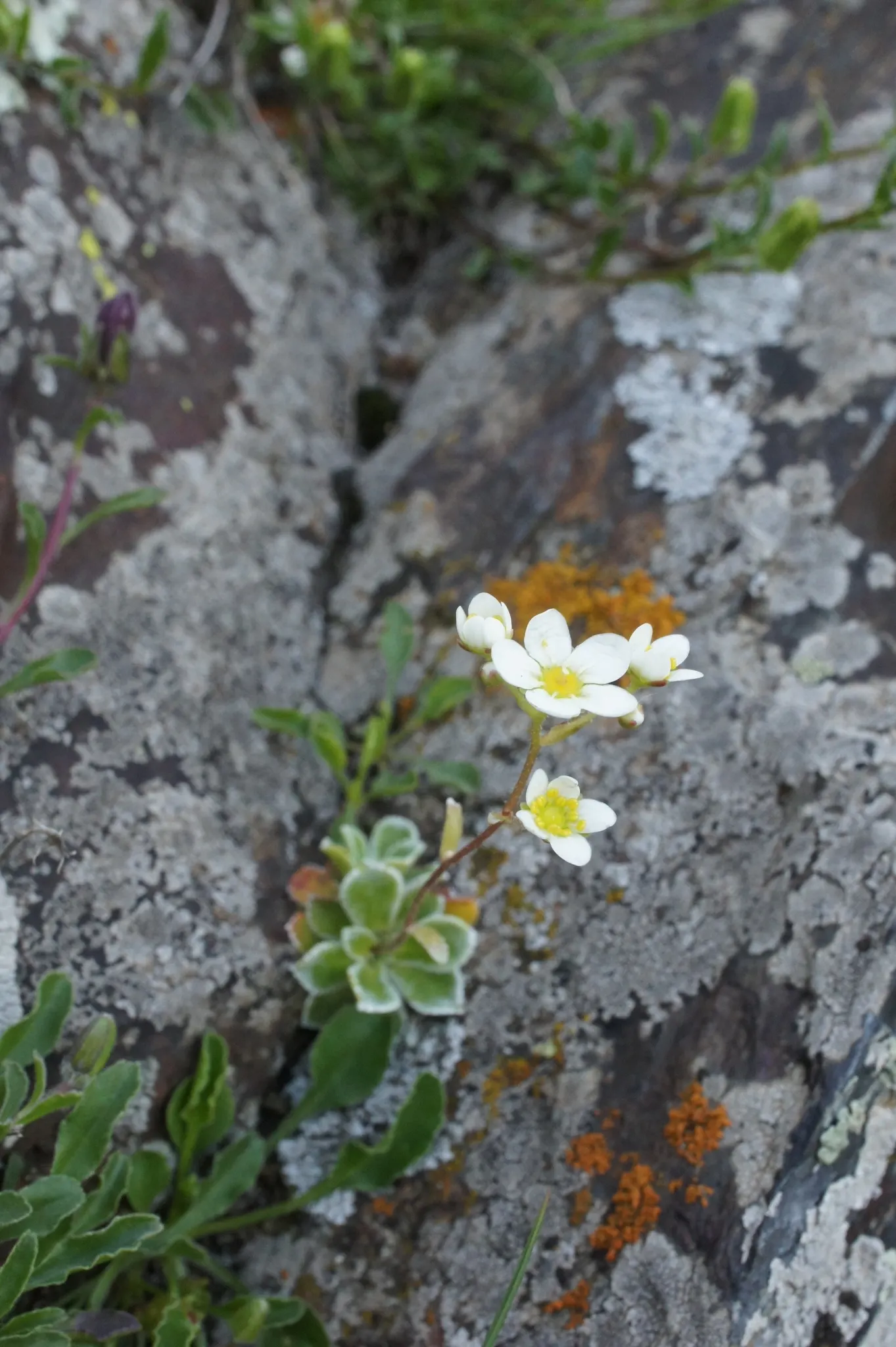 Rockfoil (Saxifraga X Arendsii) — With a preference for well-drained; it prefers cooler conditions and should be protected from the hot afternoon, image 129