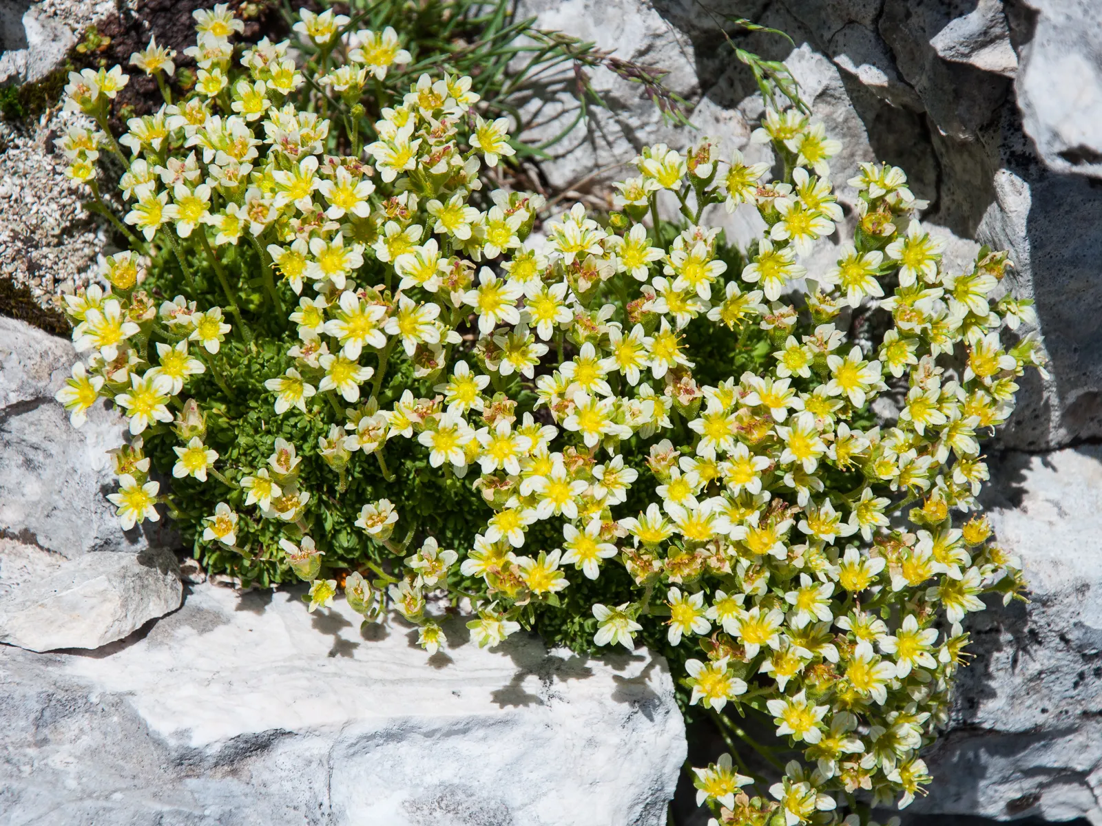 Rockfoil (Saxifraga X Arendsii) — ground cover / perennial for deep shade or shade; it prefers cooler conditions and should be protected from the hot afternoon