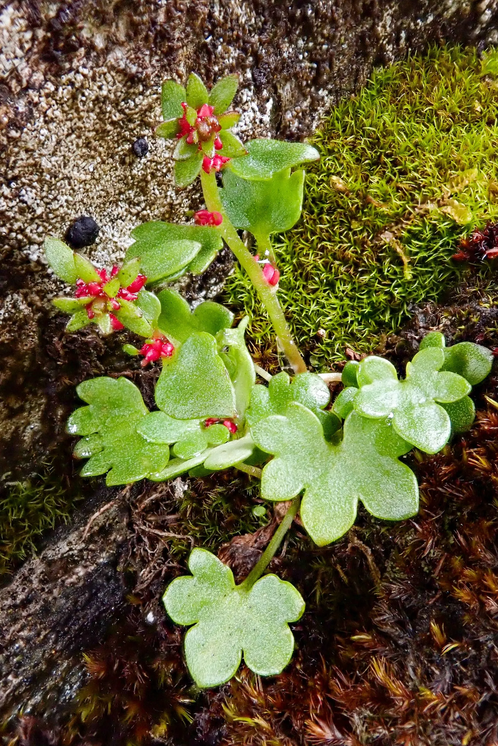 Rockfoil (Saxifraga X Arendsii) — The foliage of Saxifraga x arendsii is of particular interest, image 32