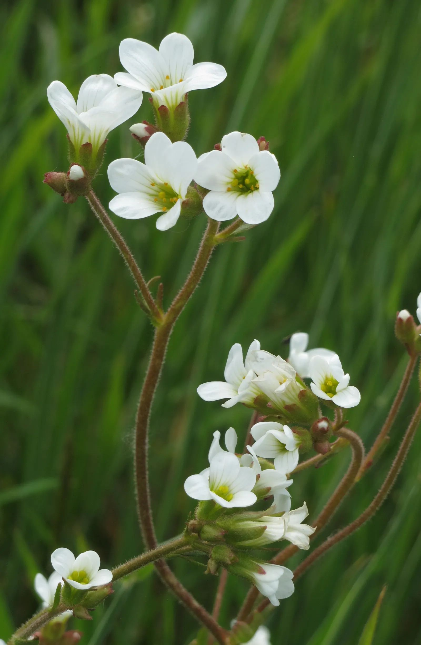 Rockfoil (Saxifraga X Arendsii) — Rockfoil forms lush mounds of vibrant green foliage; the foliage of Saxifraga x arendsii is of particular interest, image 89