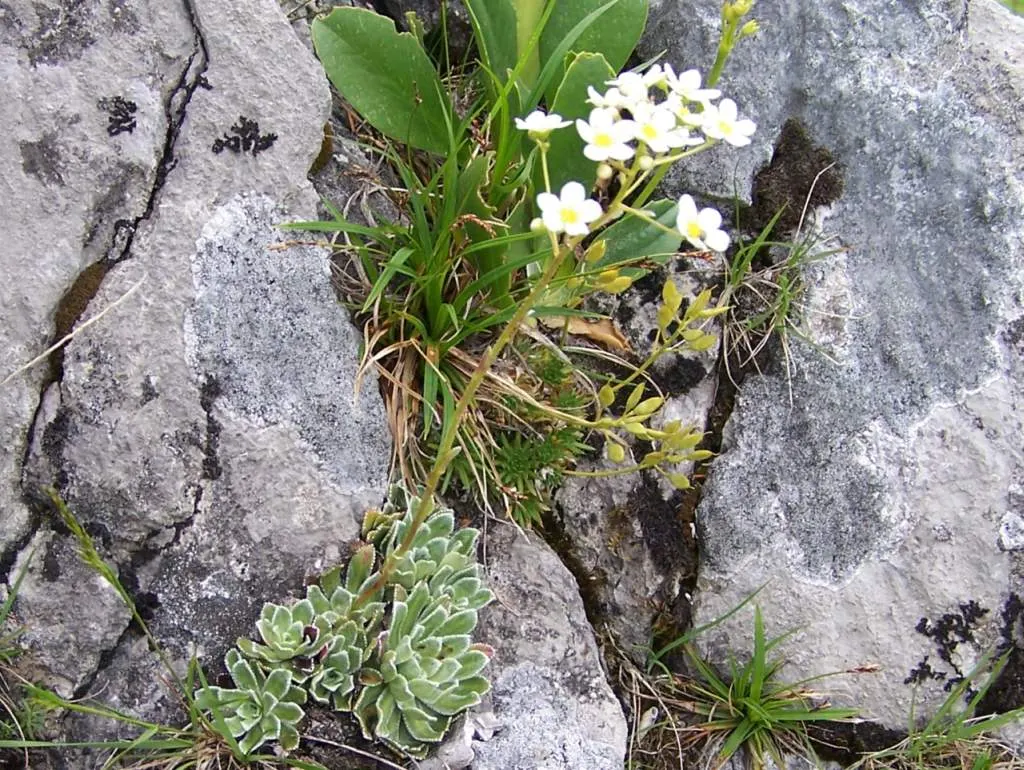 Rockfoil (Saxifraga X Arendsii) — ground cover / perennial with white blooms