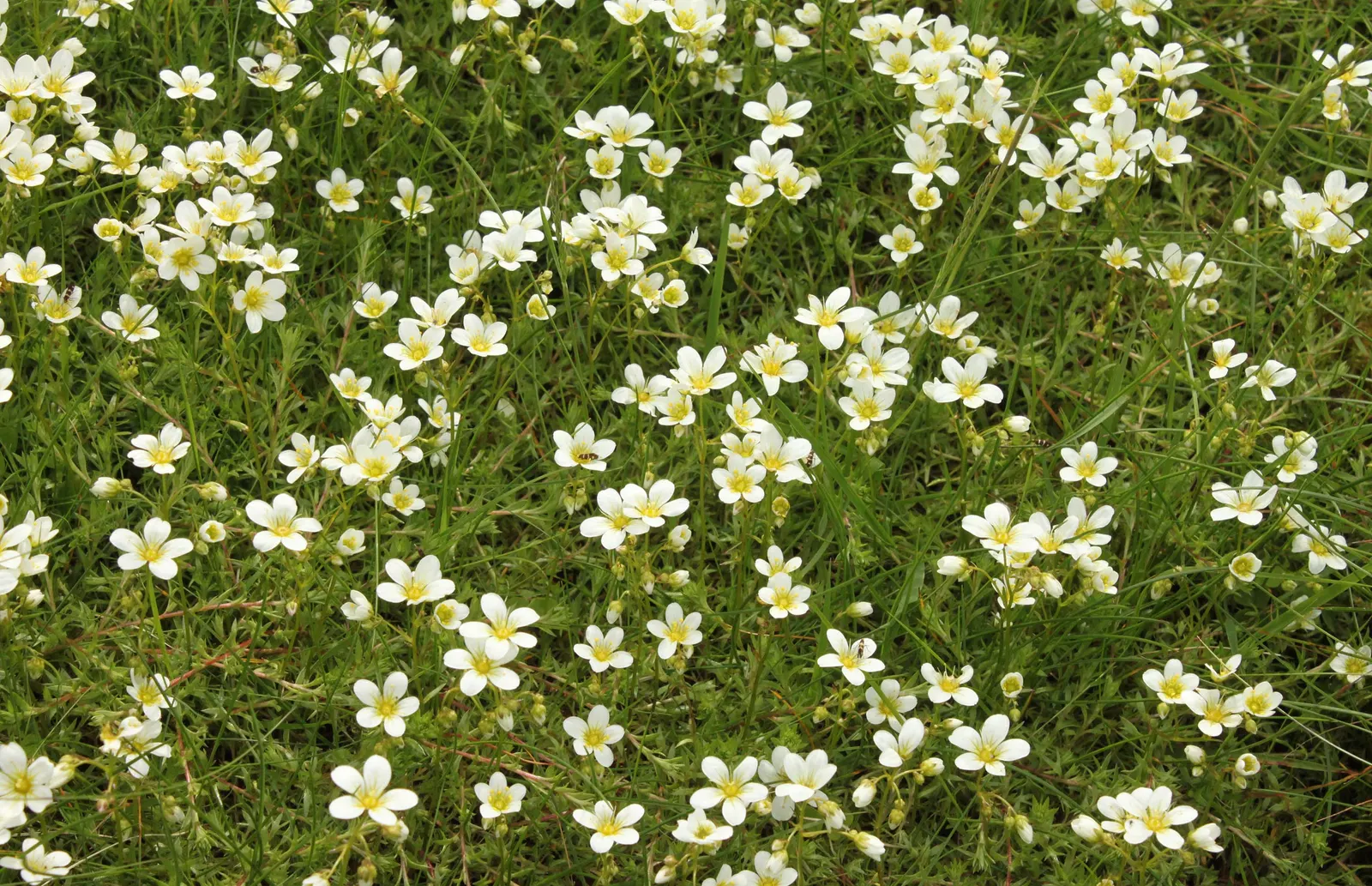 Rockfoil (Saxifraga X Arendsii) — is a charming perennial that adds a touch of whimsy and texture to any landscape design