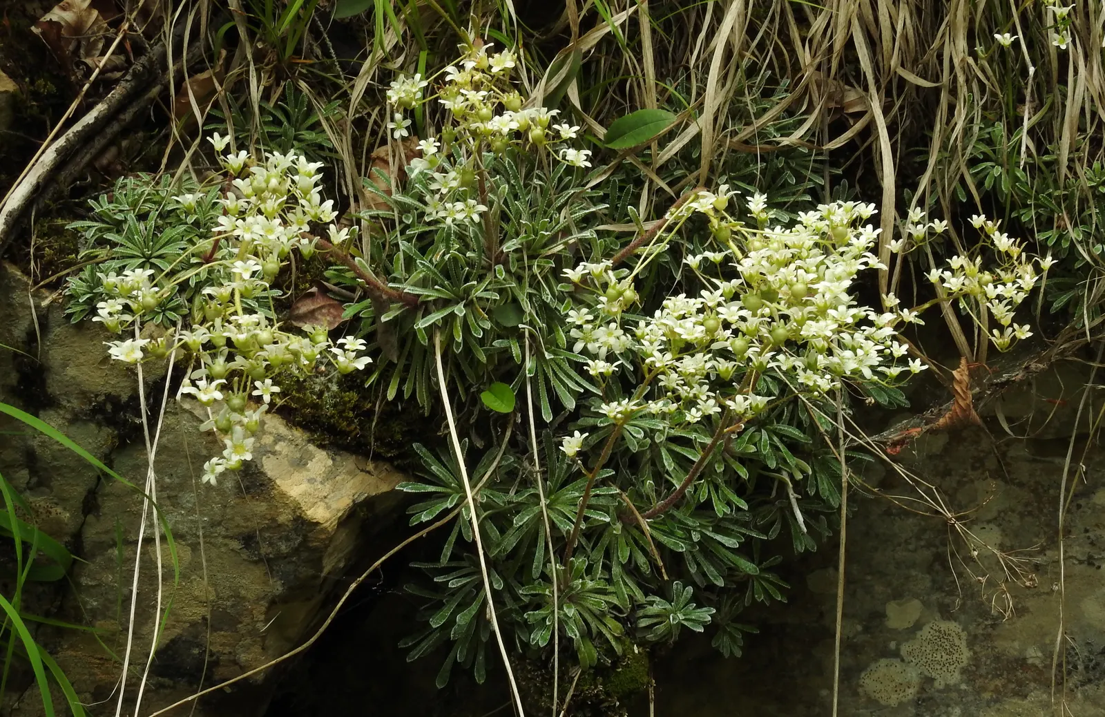 Rockfoil (Saxifraga X Arendsii) — moist soil and partial shade to full sun, image 88