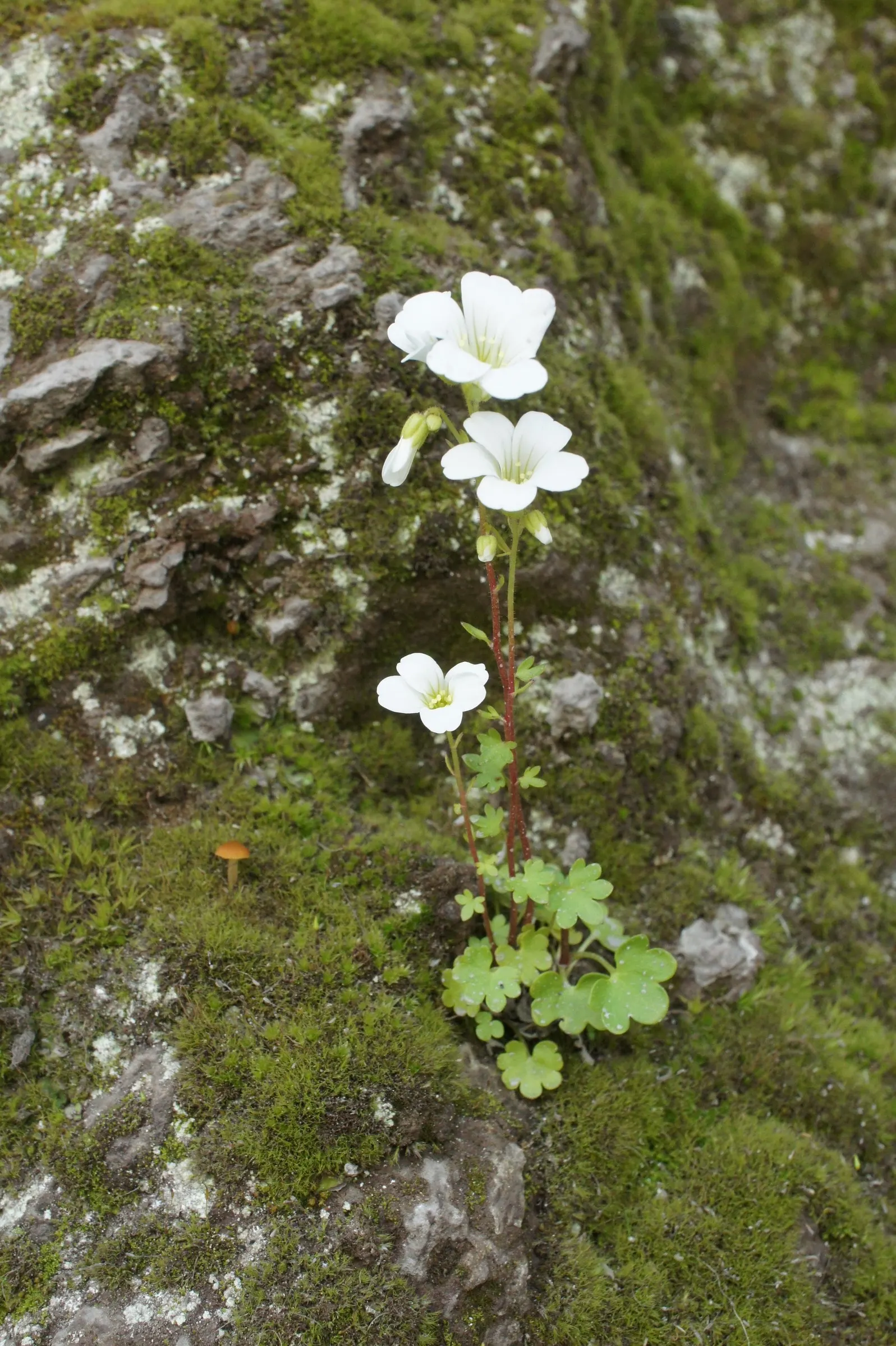 Rockfoil (Saxifraga X Arendsii) — Saxifraga x arendsii, commonly known as Rockfoil, is a resilient perennial ideal for rock gardens; moist soil and, image 43