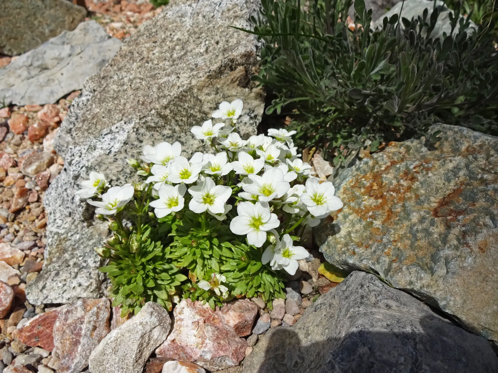 Rockfoil (Saxifraga X Arendsii) — requiring well-drained soil and even moisture; the foliage of Saxifraga x arendsii is of particular interest, image 122