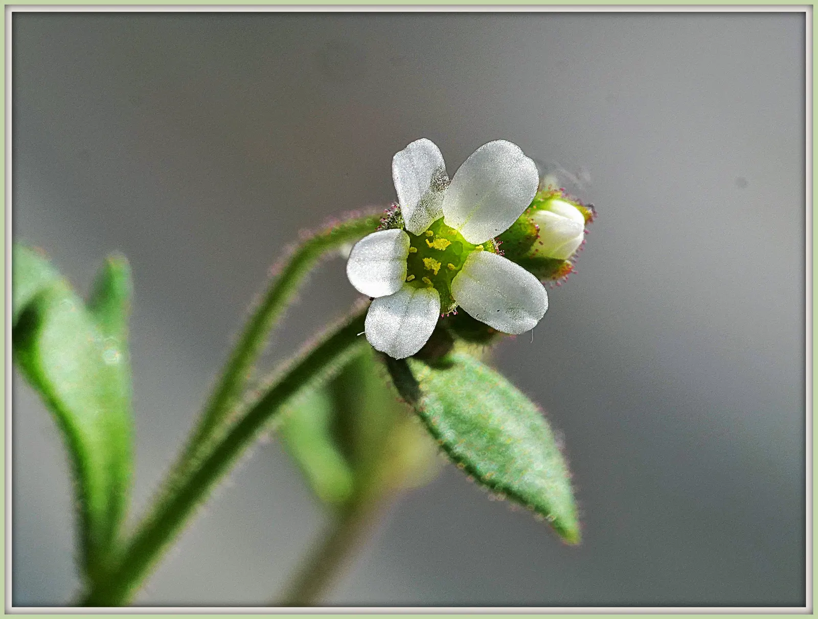 Rockfoil (Saxifraga X Arendsii) — ground cover / perennial for deep shade or shade; it prefers cooler conditions and should be protected from the, image 168