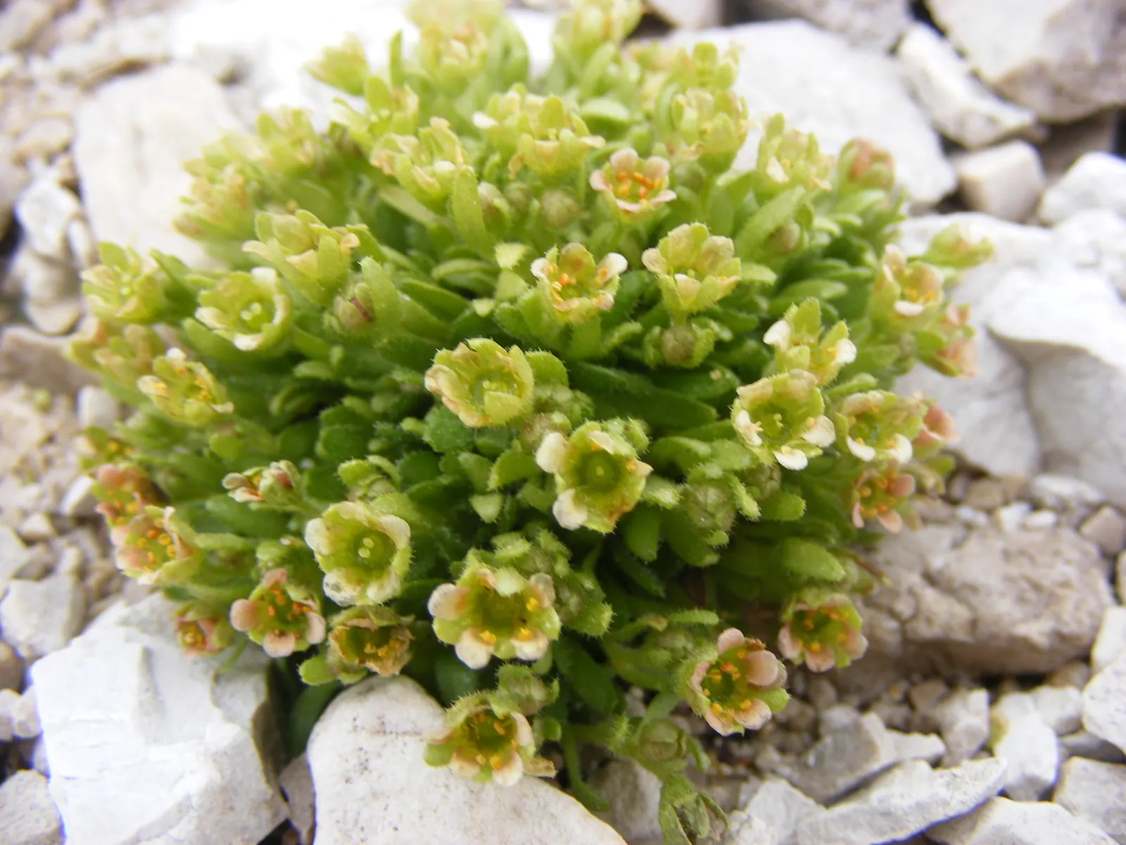 Rockfoil (Saxifraga X Arendsii) — requiring well-drained soil and even moisture; the foliage of Saxifraga x arendsii is of particular interest