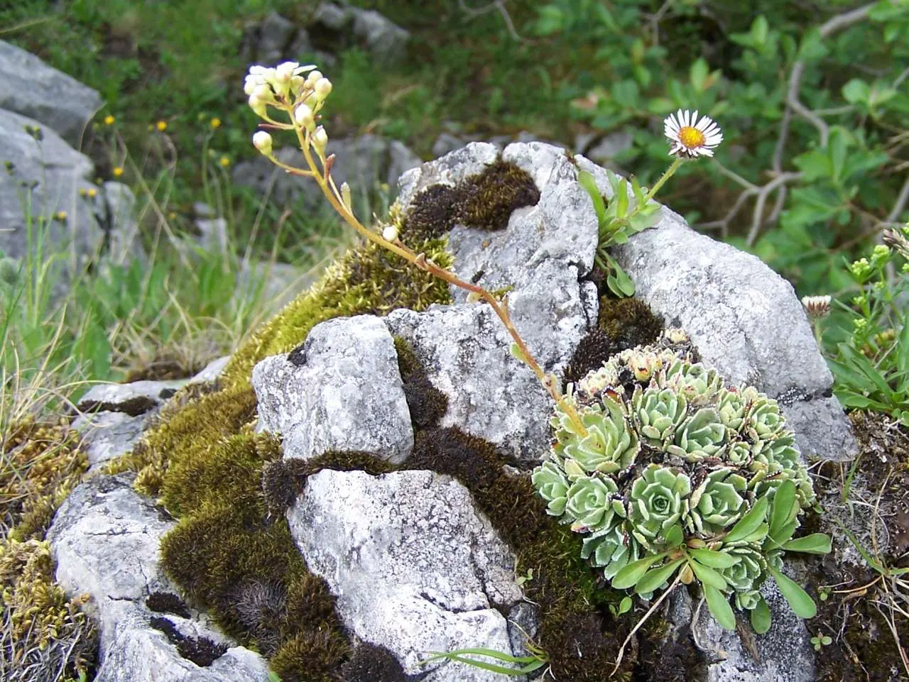 Rockfoil (Saxifraga X Arendsii) — ground cover / perennial for deep shade or shade; it prefers cooler conditions and should be protected from the, image 63
