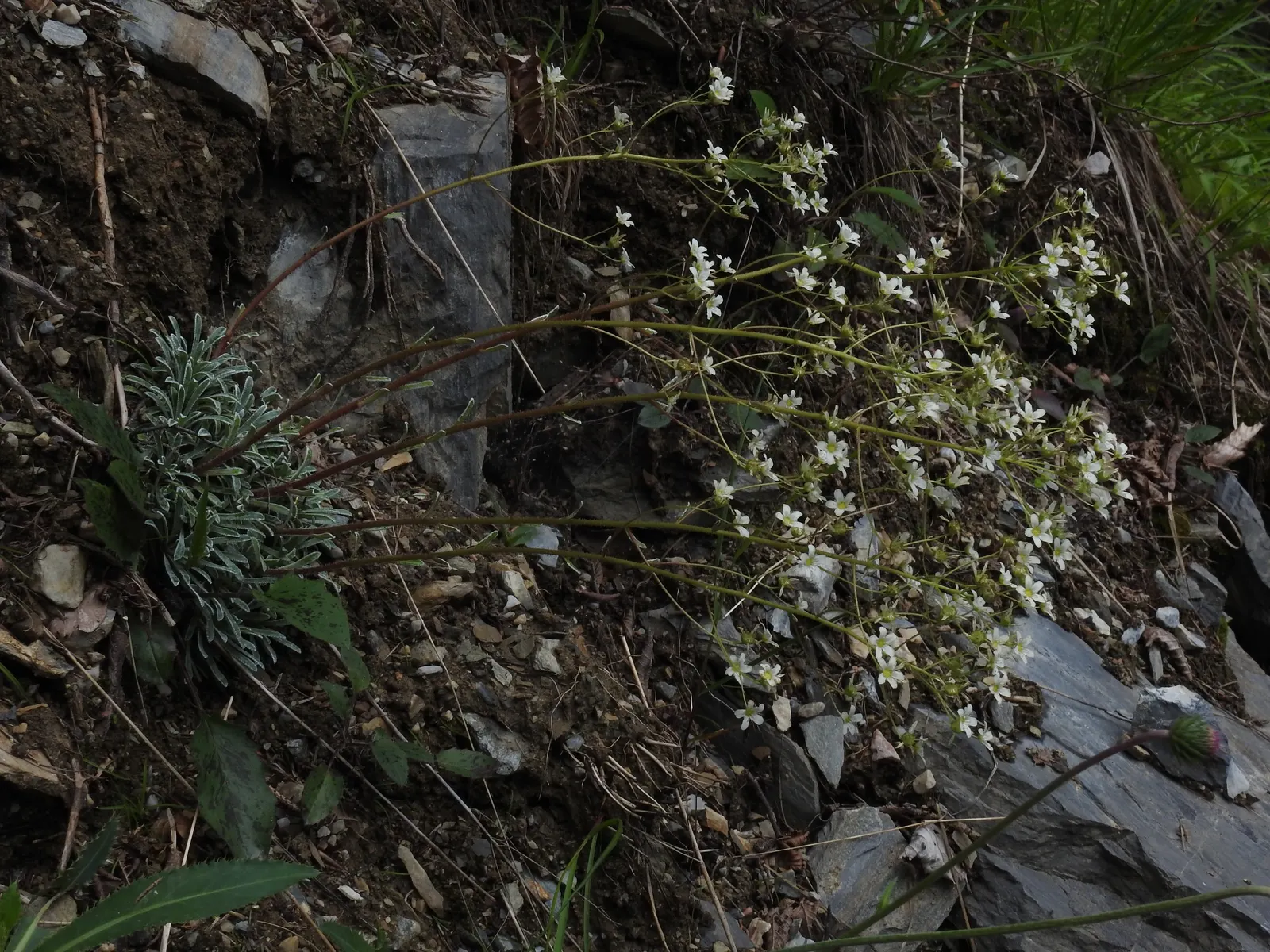 Rockfoil (Saxifraga X Arendsii) — Belonging to the Saxifragaceae family; the foliage of Saxifraga x arendsii is of particular interest, image 50