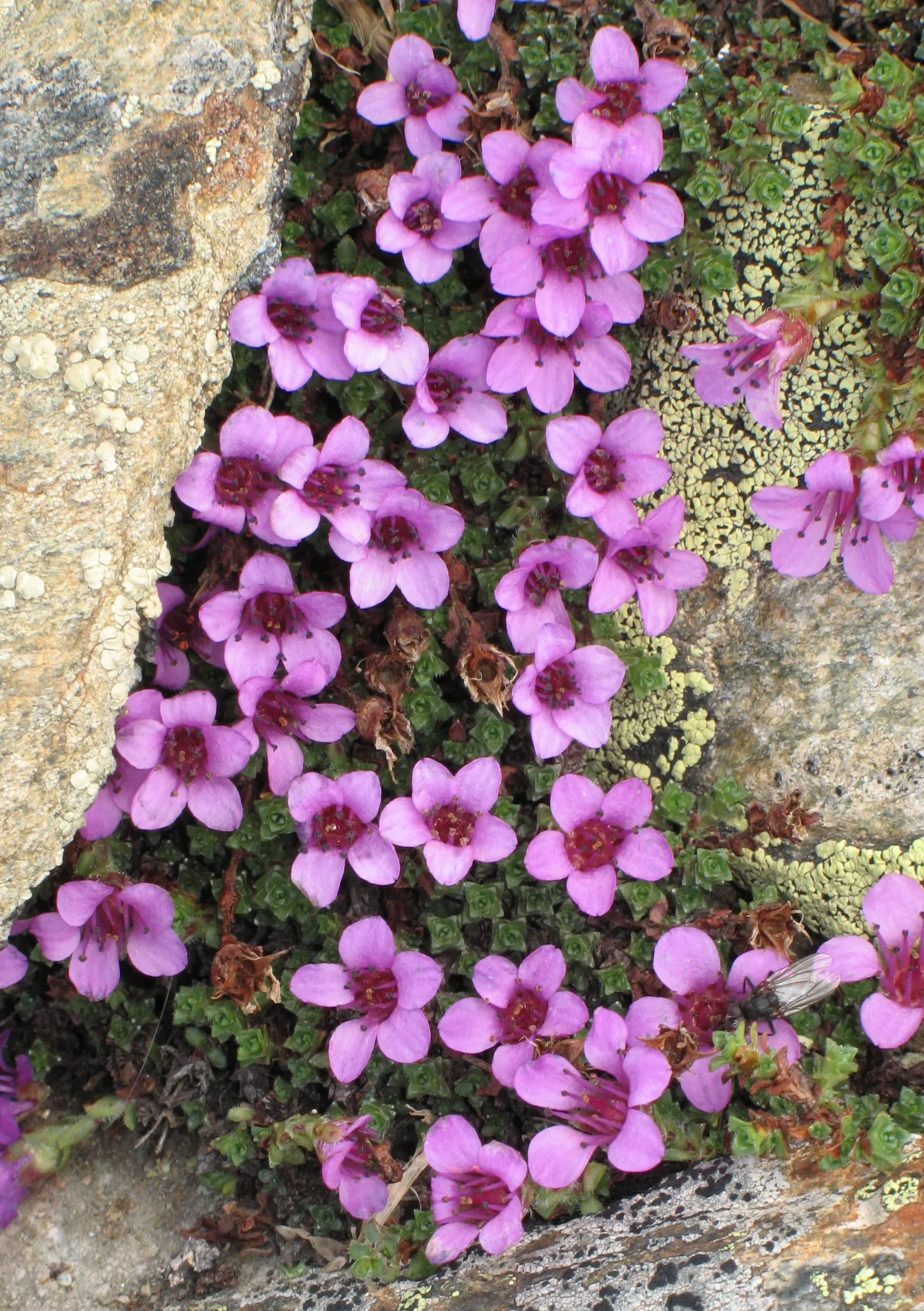Rockfoil (Saxifraga X Arendsii) — Rockfoil forms lush mounds of vibrant green foliage; the foliage of Saxifraga x arendsii is of particular interest