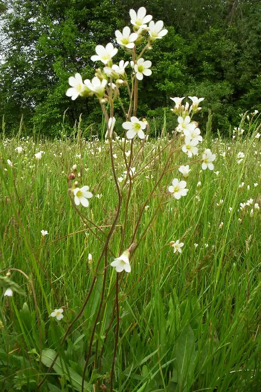 Rockfoil (Saxifraga X Arendsii) — is a charming perennial that adds a touch of whimsy and texture to any landscape design; moist soil and partial, image 49