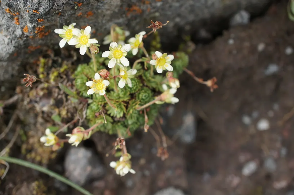 Rockfoil (Saxifraga X Arendsii) — With a preference for well-drained