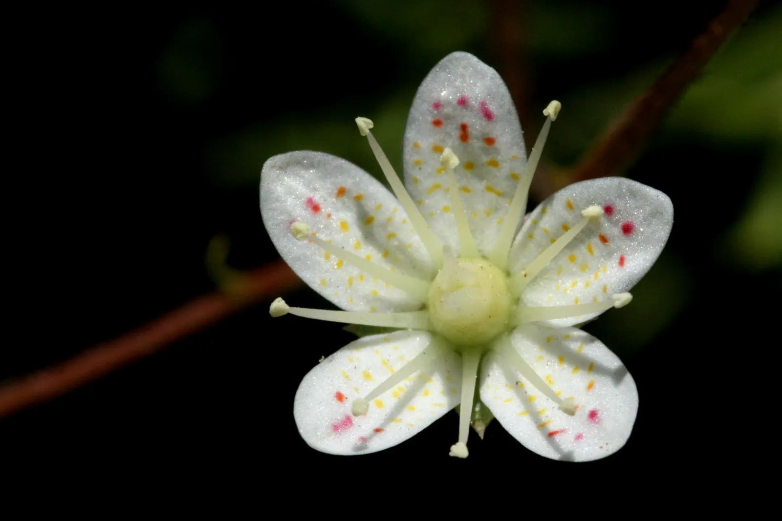 Rockfoil (Saxifraga X Arendsii) — ground cover / perennial with white blooms; the foliage of Saxifraga x arendsii is of particular interest, image 83