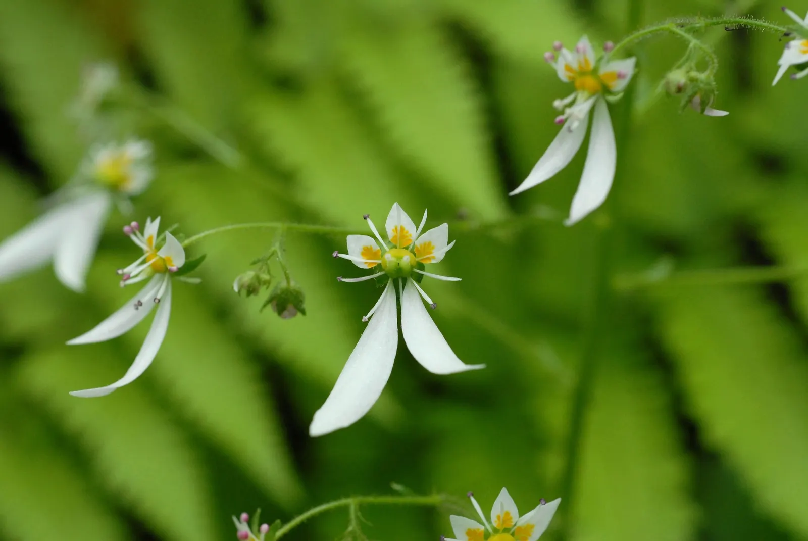 Rockfoil (Saxifraga X Arendsii) — offering a charming ground cover that is both hardy and low maintenance; it prefers cooler conditions and should, image 90