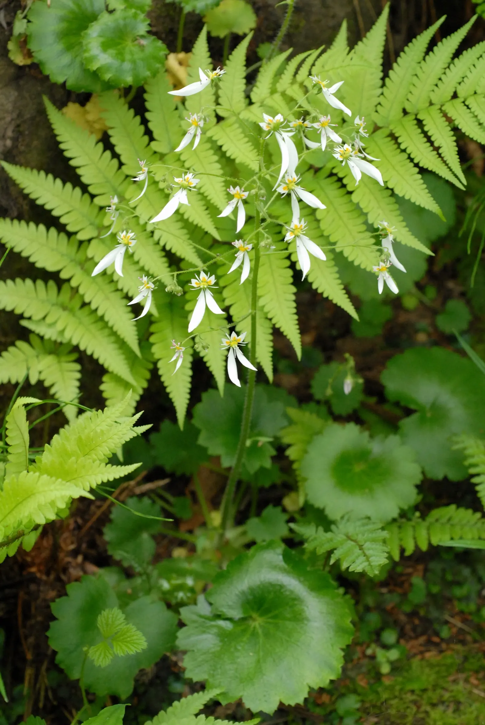Rockfoil (Saxifraga X Arendsii) — rounded leaves that form a dense; it prefers cooler conditions and should be protected from the hot afternoon sun, image 75