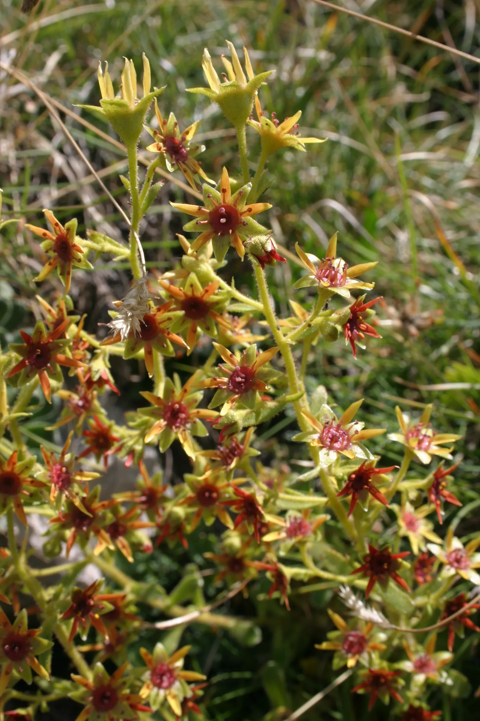 Rockfoil (Saxifraga X Arendsii) — Each plant produces delicate, five-petaled blooms that cluster on wiry stems well above the foliage; the foliage, image 56