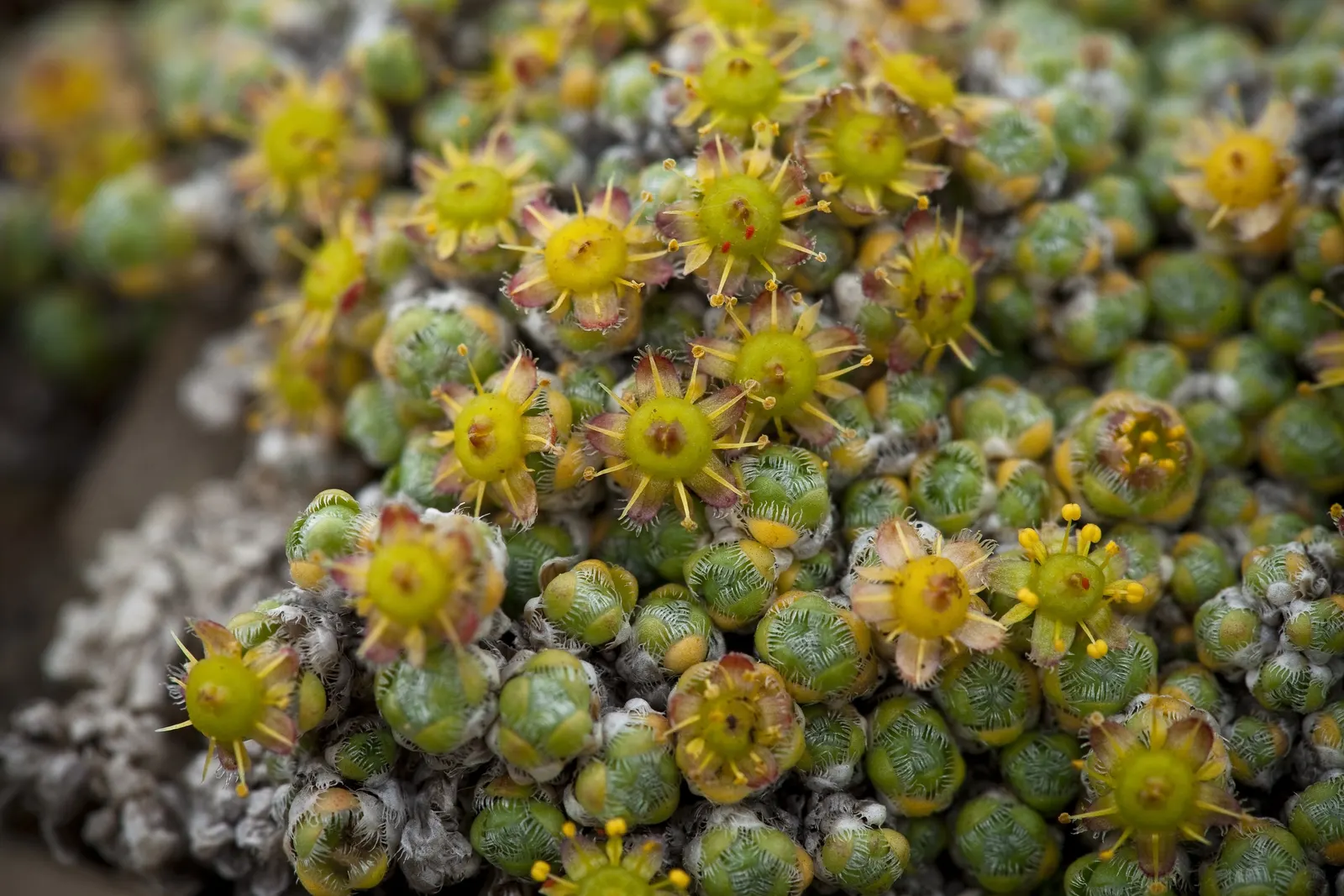 Rockfoil (Saxifraga X Arendsii) — ground cover / perennial with white blooms; the foliage of Saxifraga x arendsii is of particular interest, image 125
