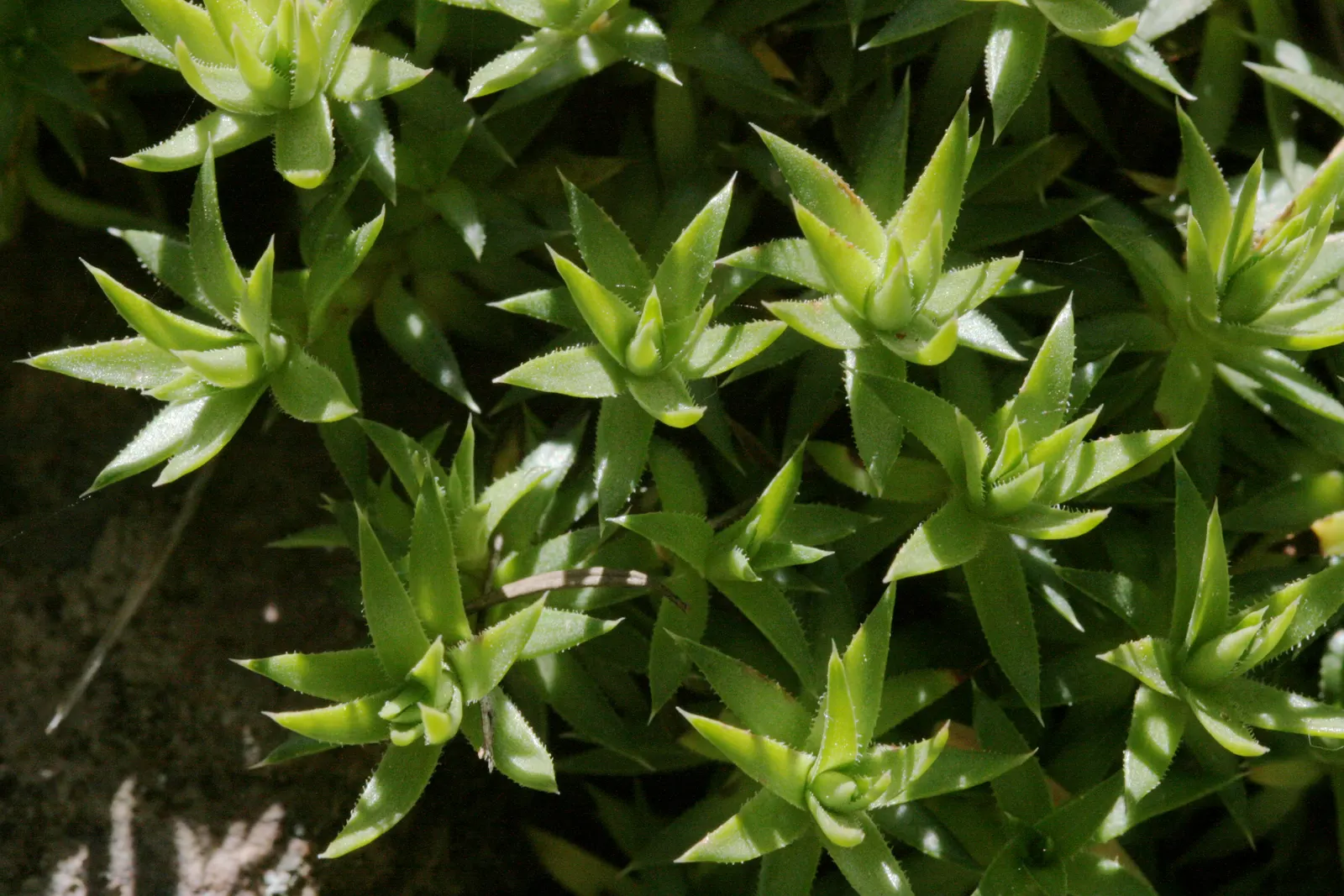 Rockfoil (Saxifraga X Arendsii) — is a charming perennial that adds a touch of whimsy and texture to any landscape design; moist soil and partial, image 91